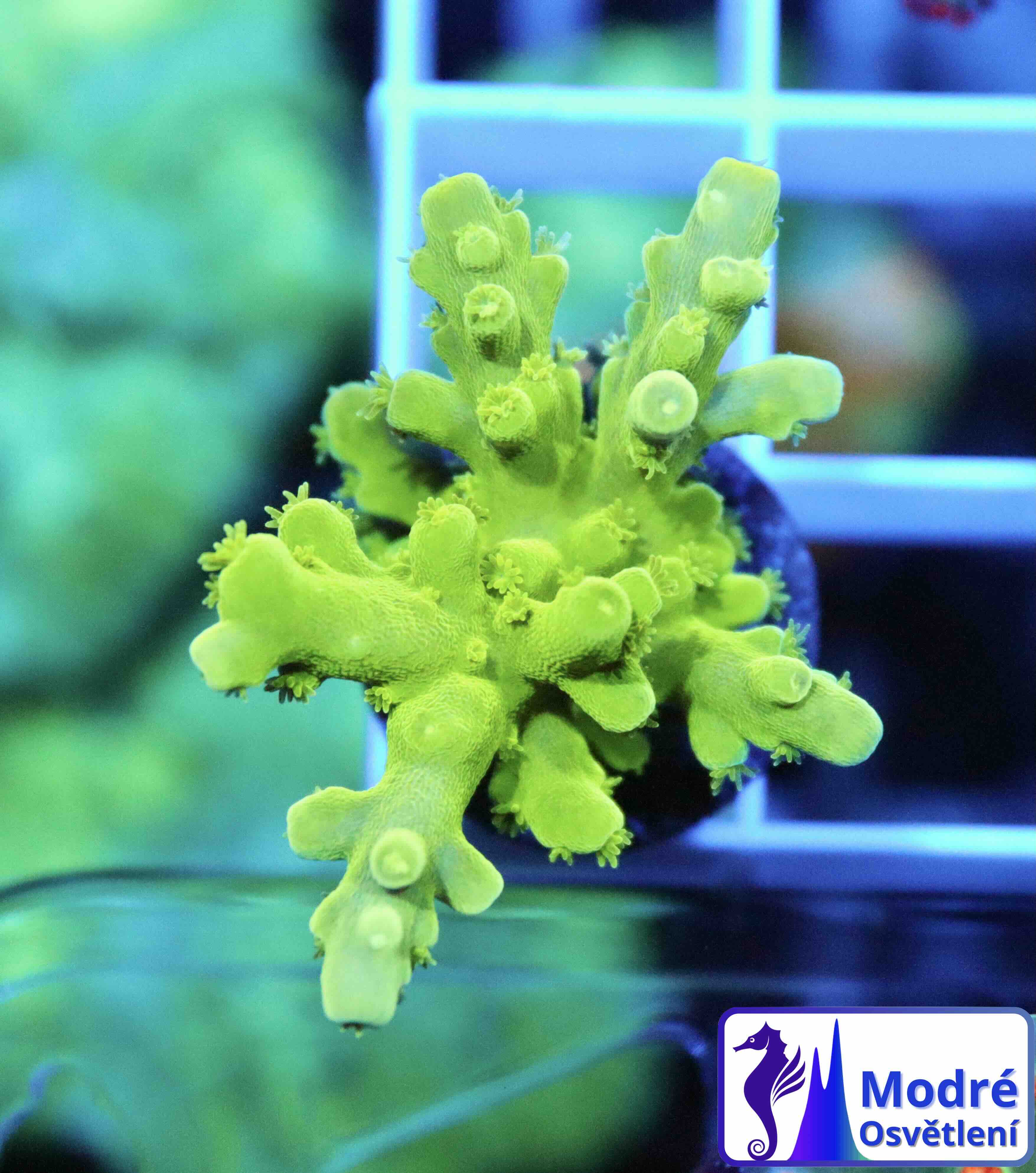 Acropora Frogskin (S), WYSIWYG018.2