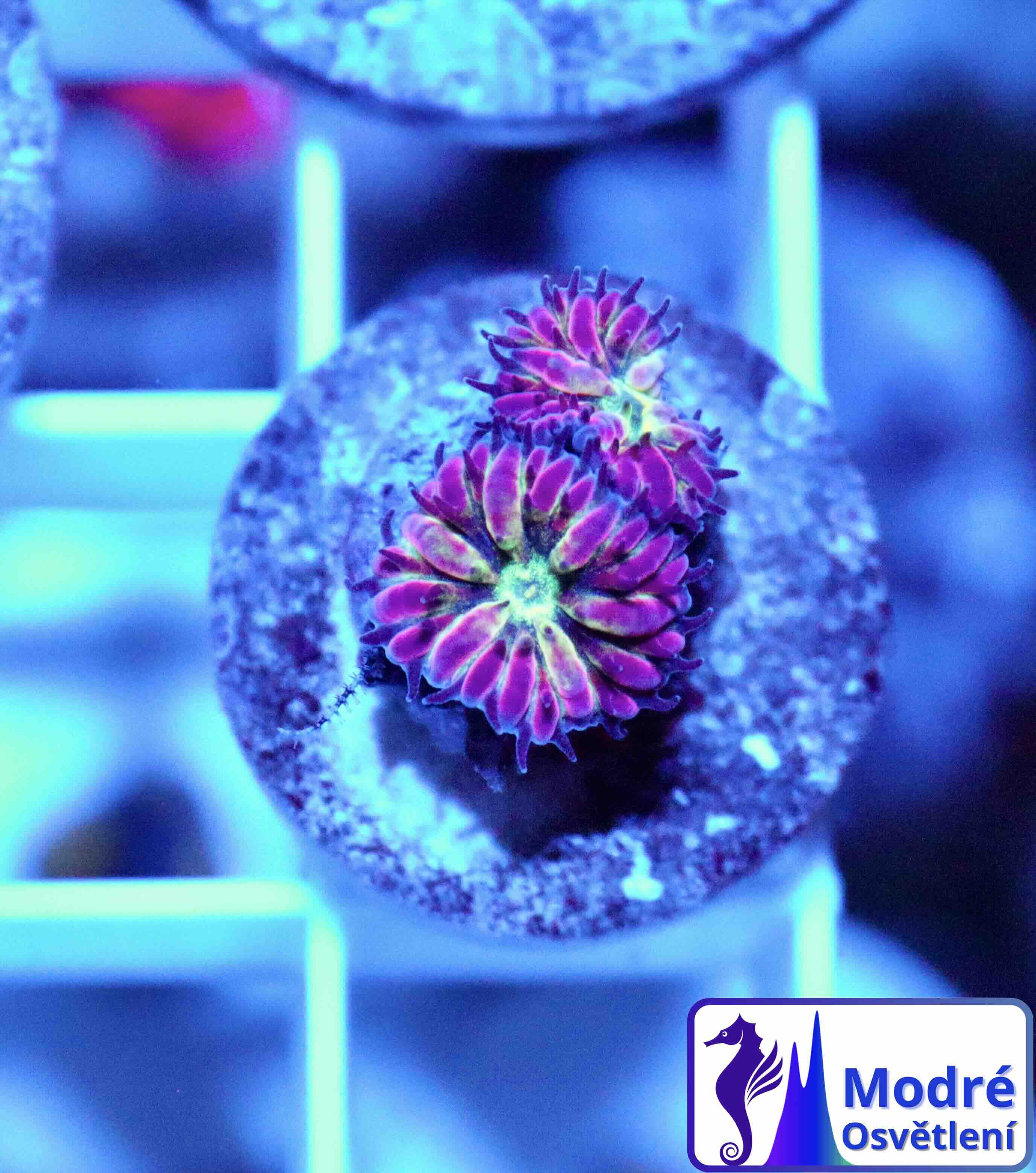 Blastomussa merletti "Frozen Eclipse" (S), WYSIWYG65.2