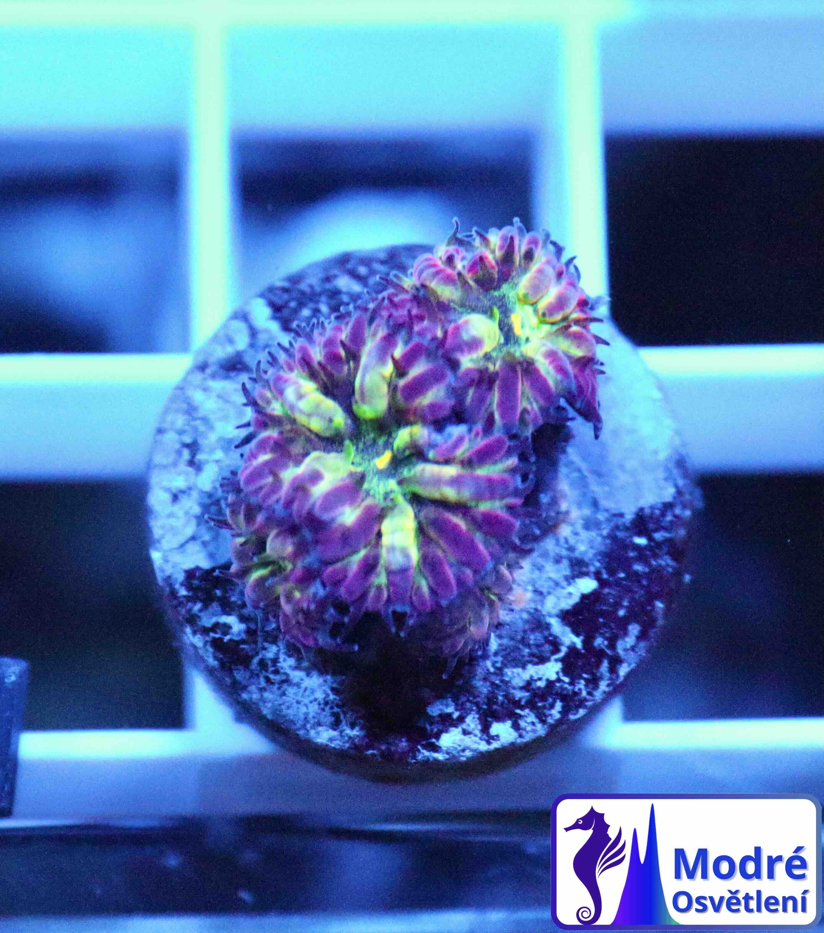 Blastomussa merletti "Frozen Eclipse" (S), WYSIWYG65.2