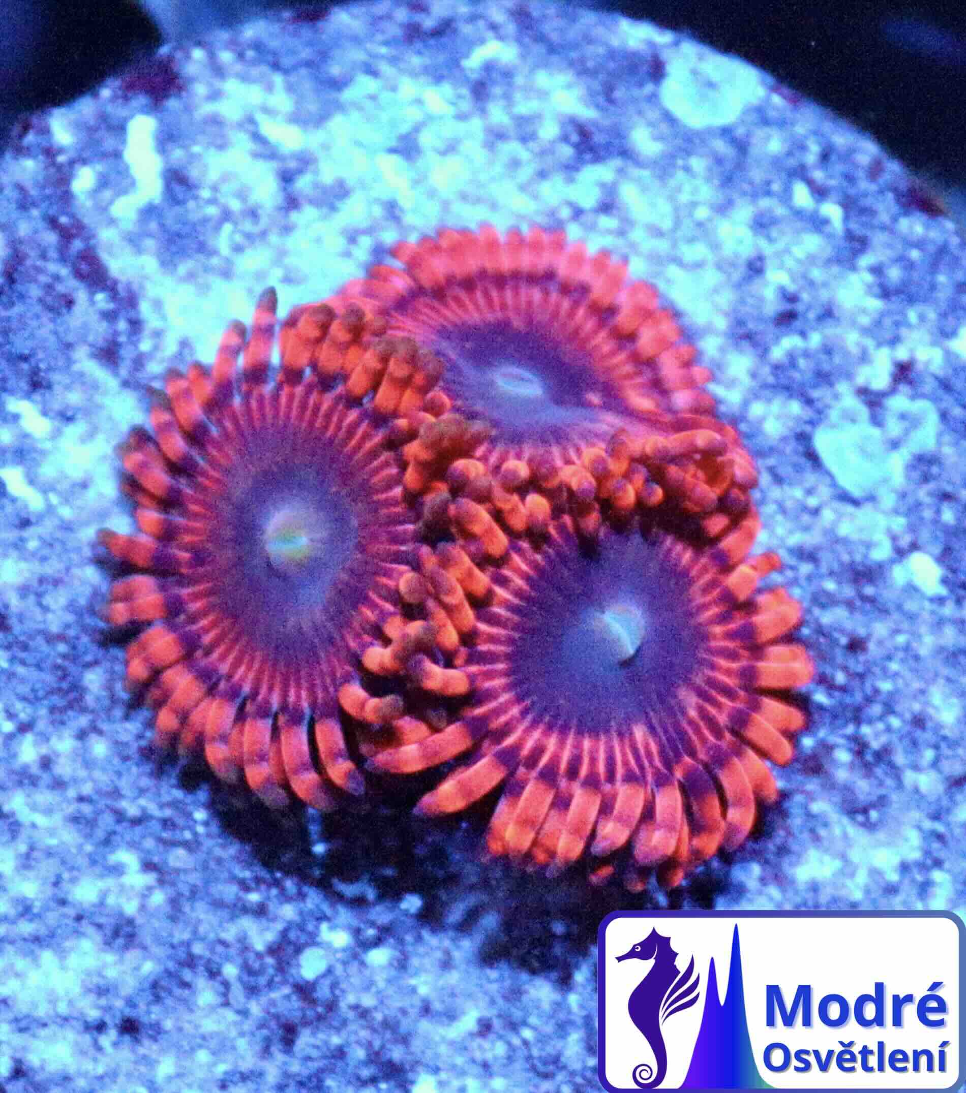 Zoanthus Lunar Eclipse