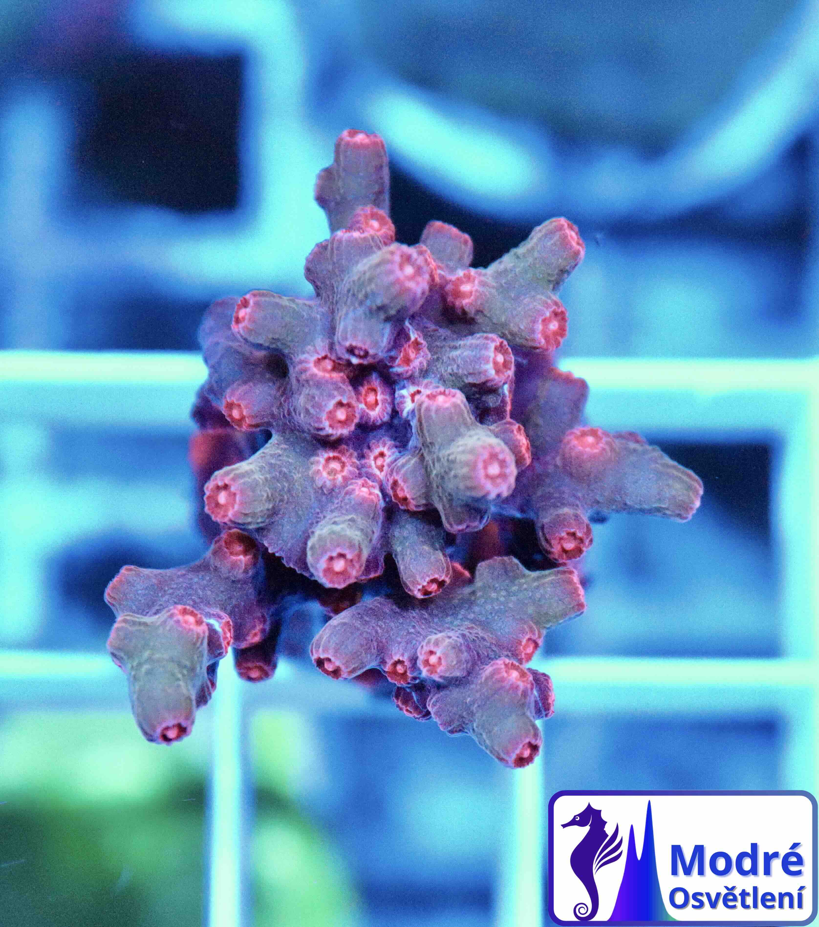 Cyphastrea decadia (M)