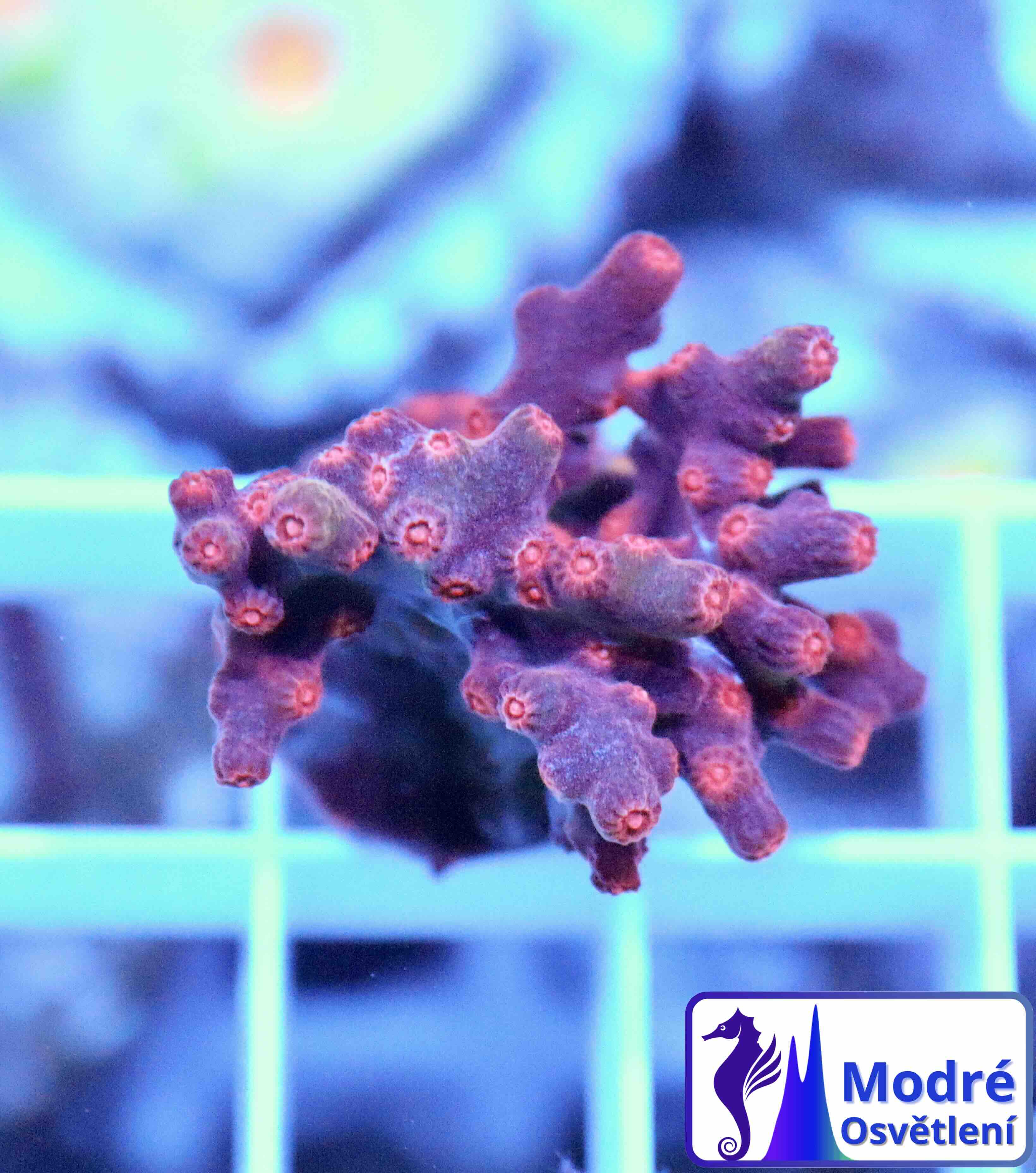 Cyphastrea decadia (M)