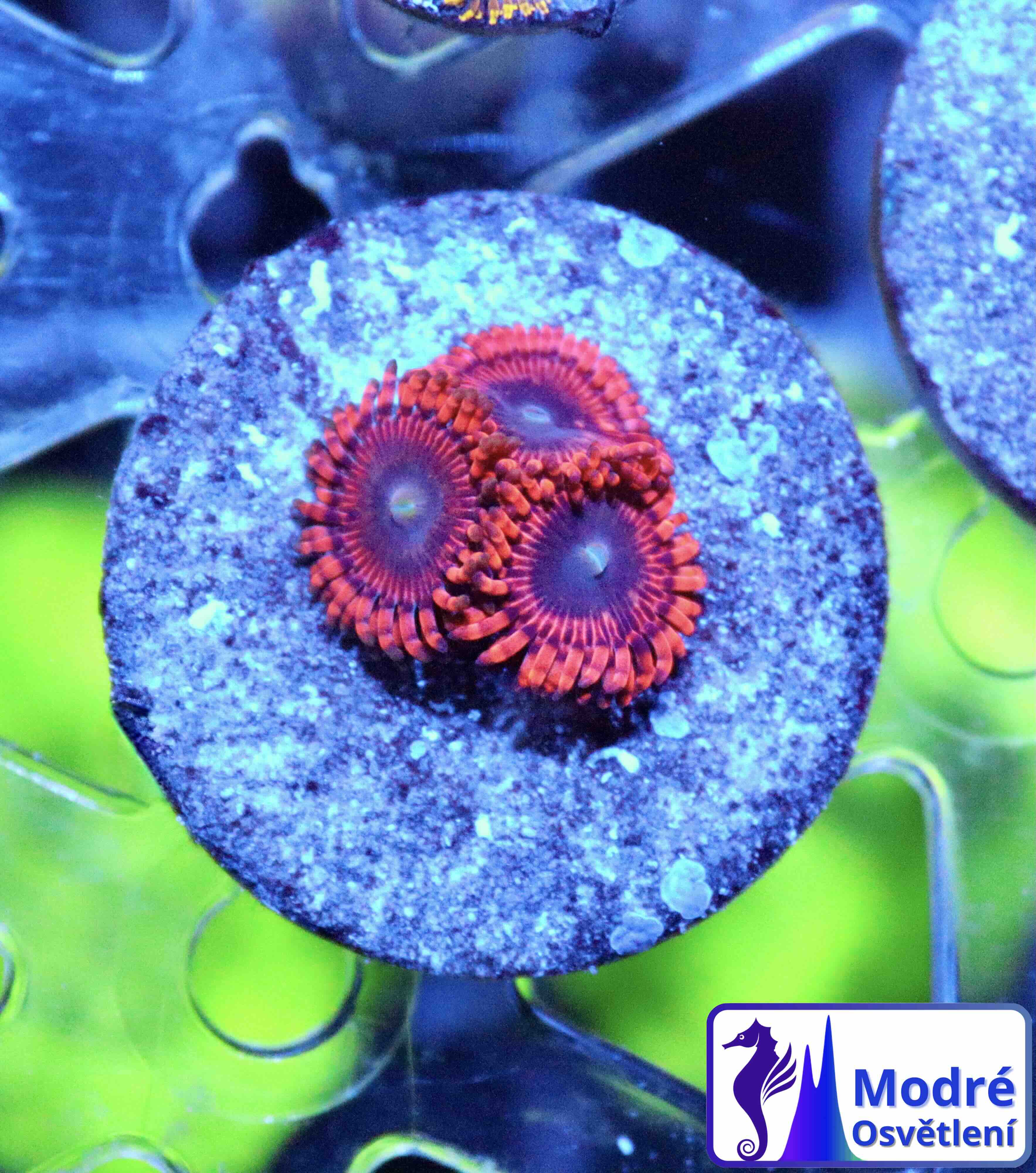 Zoanthus Lunar Eclipse, WYSIWYG102.2