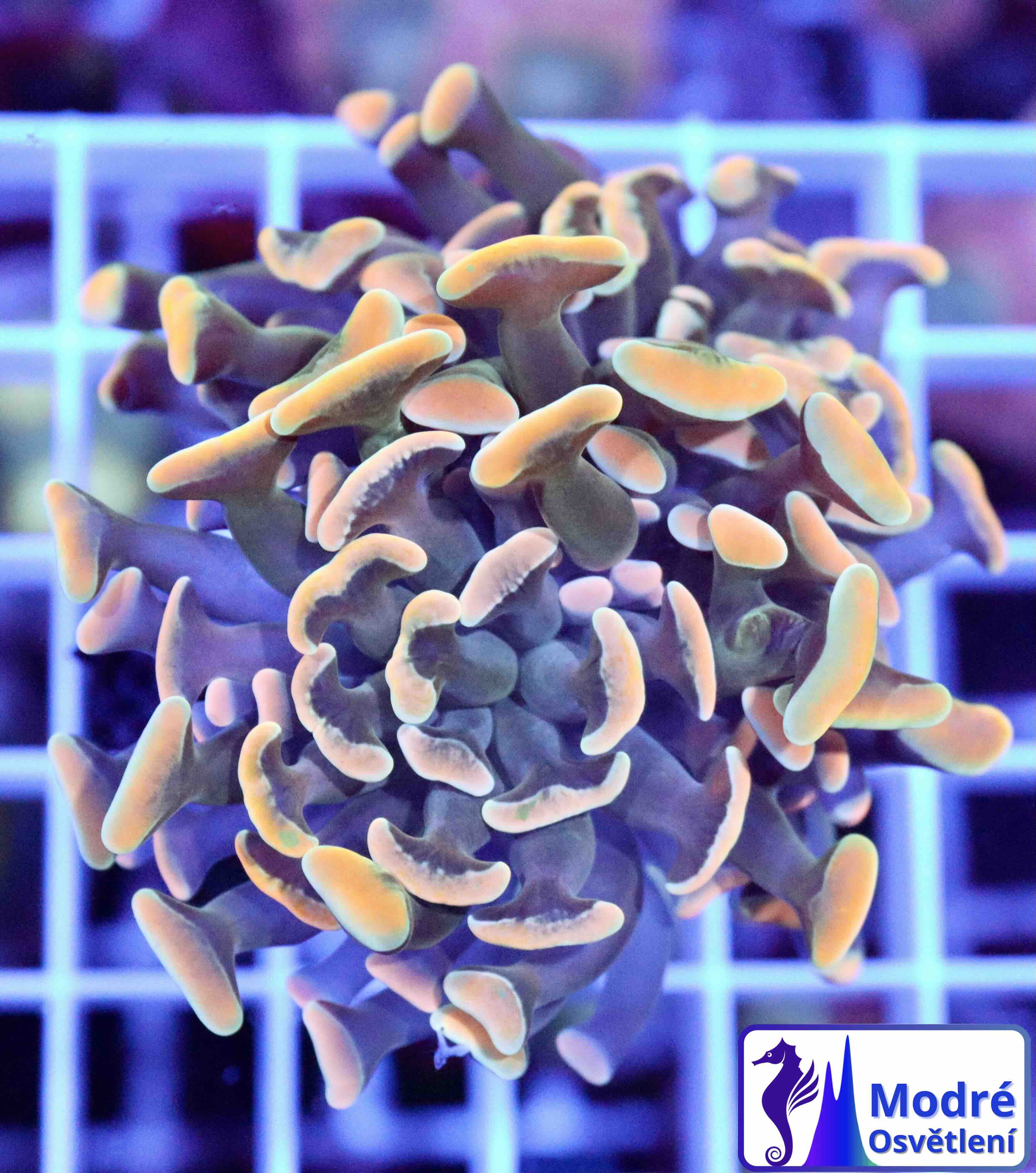 Euphyllia paraancora Gold (1 hlava)
