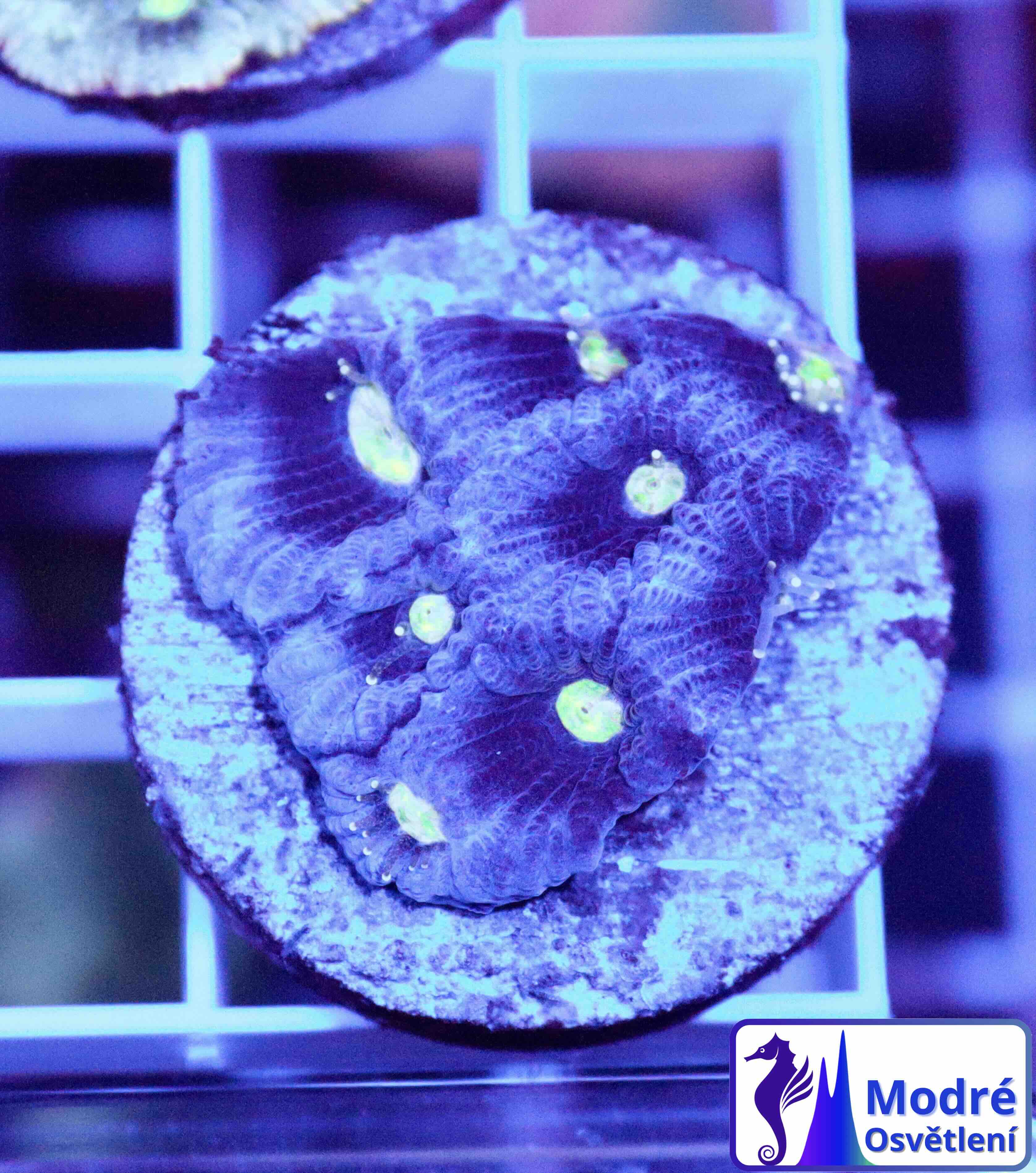 Favites pentagona Ultra (S/M)