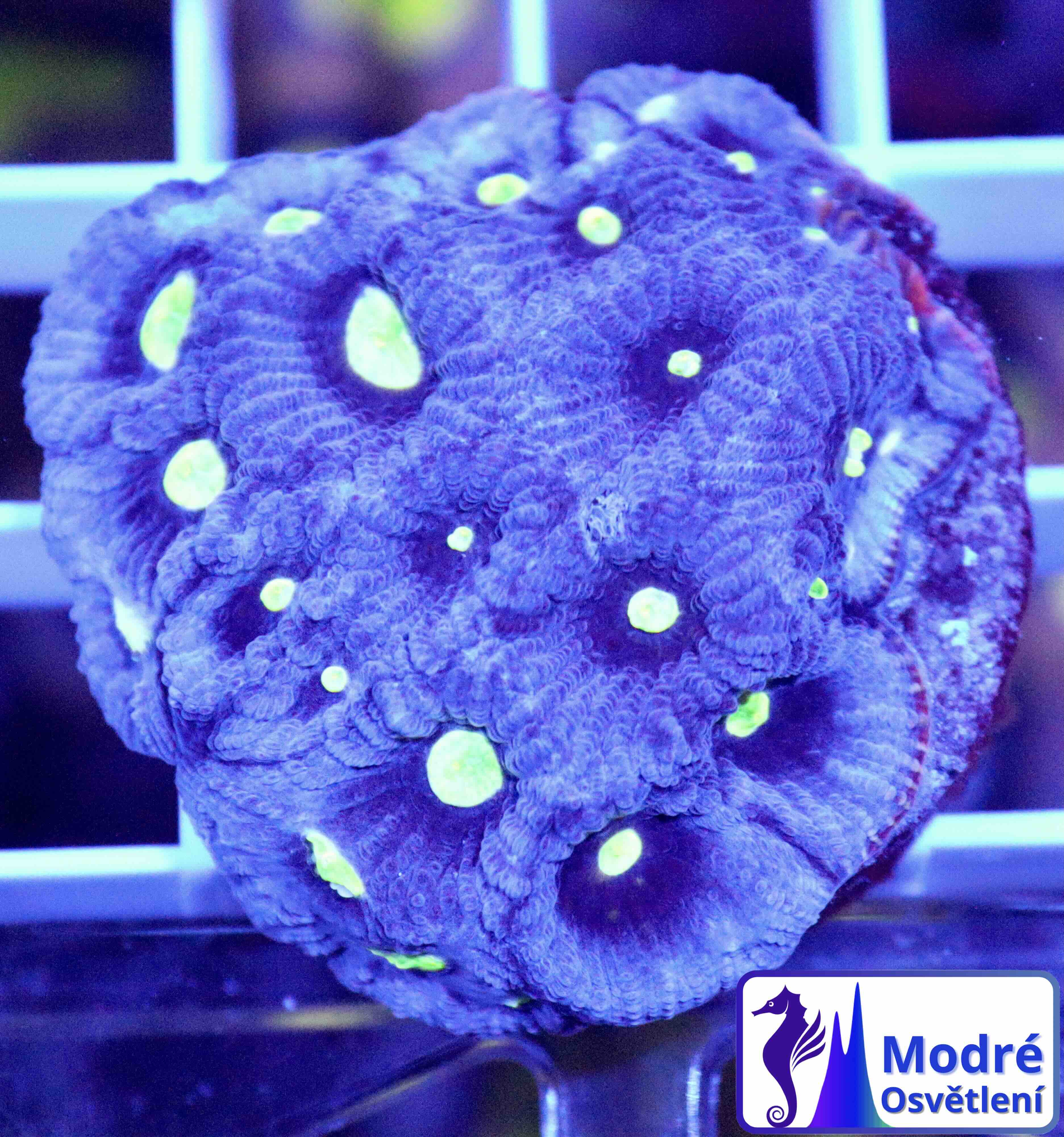Favites pentagona Ultra (M)