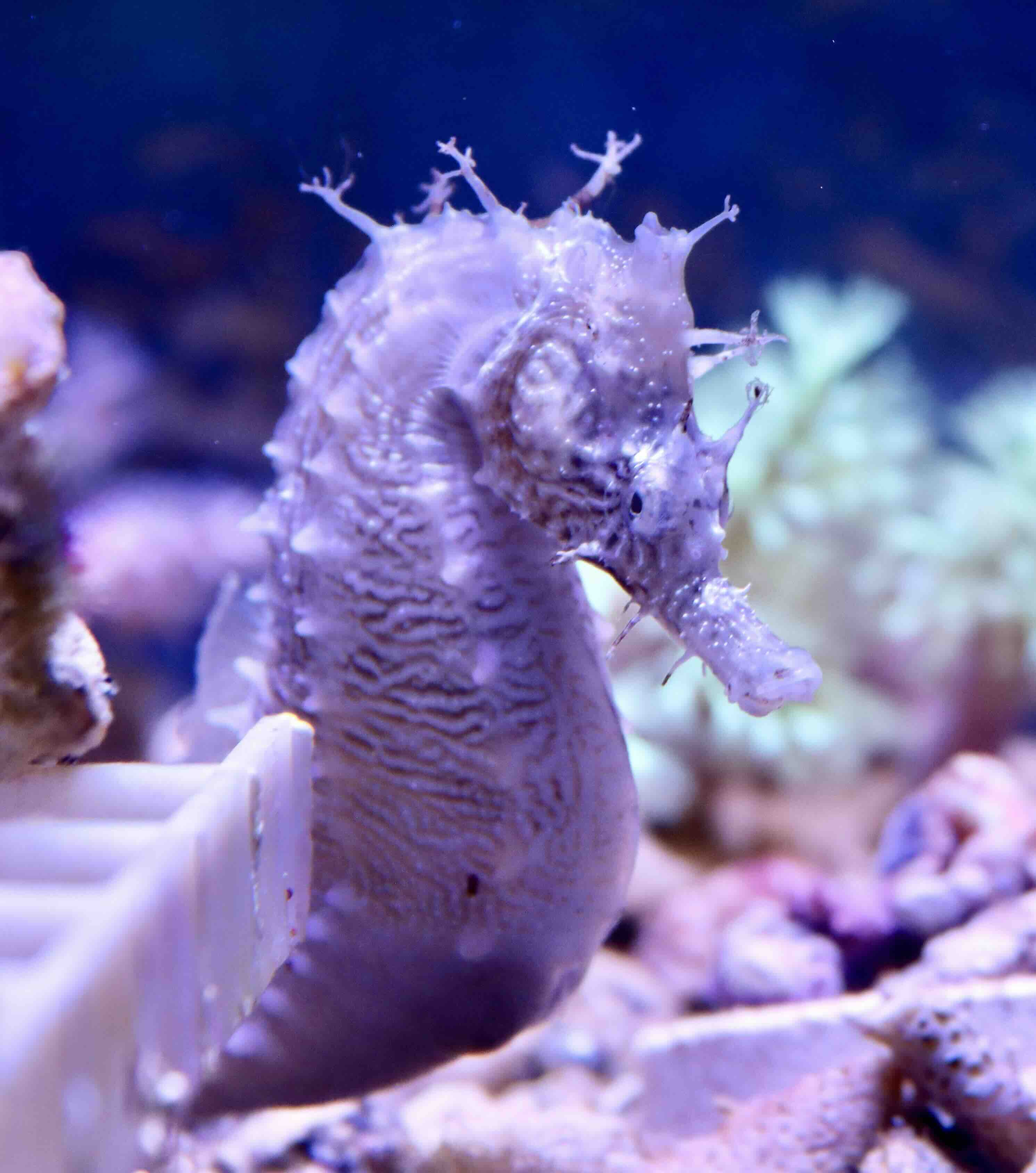 Mořský koník, Hippocampus