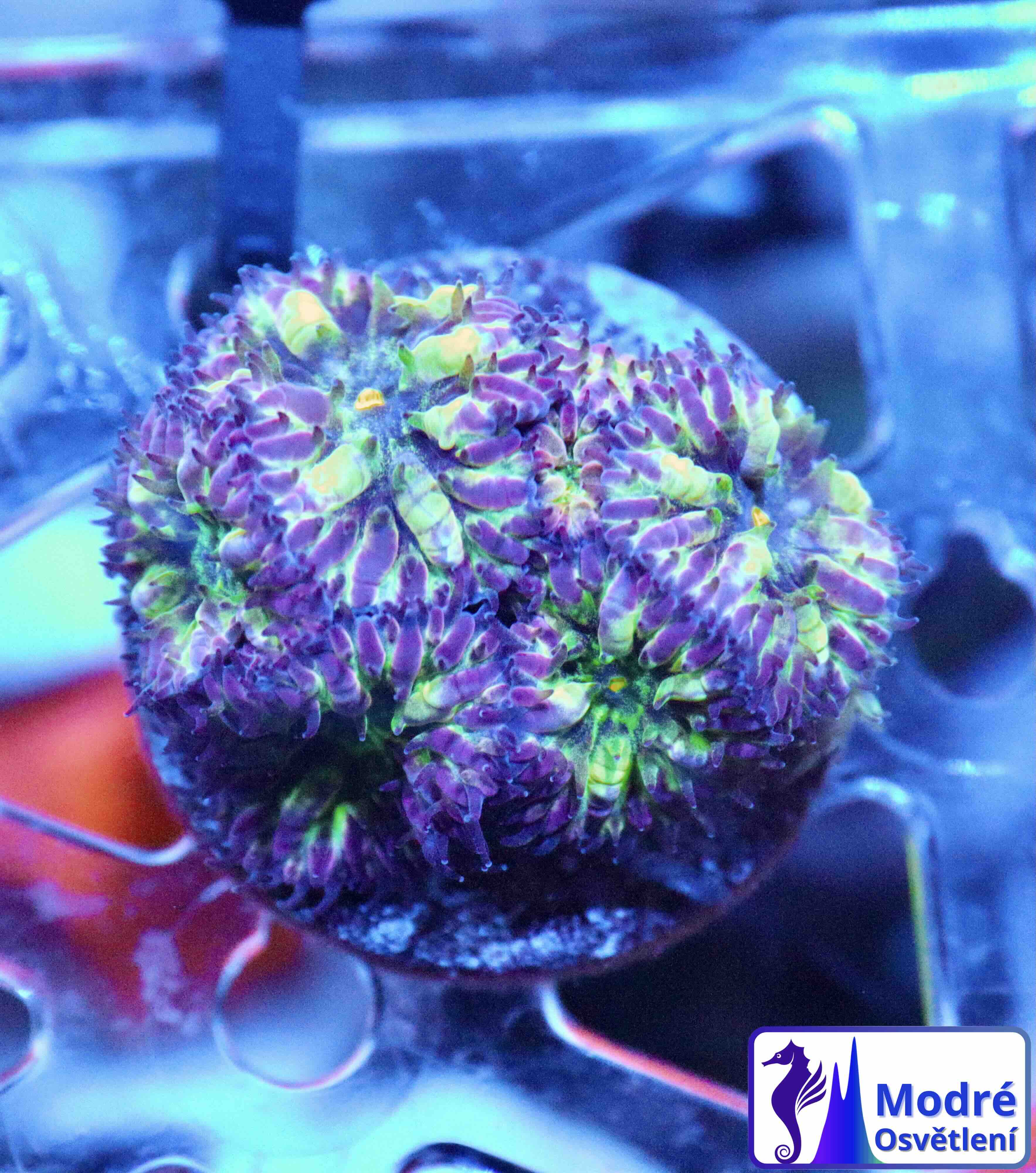 Blastomussa merletti "Frozen Eclipse" (M), WYSIWYG65.15