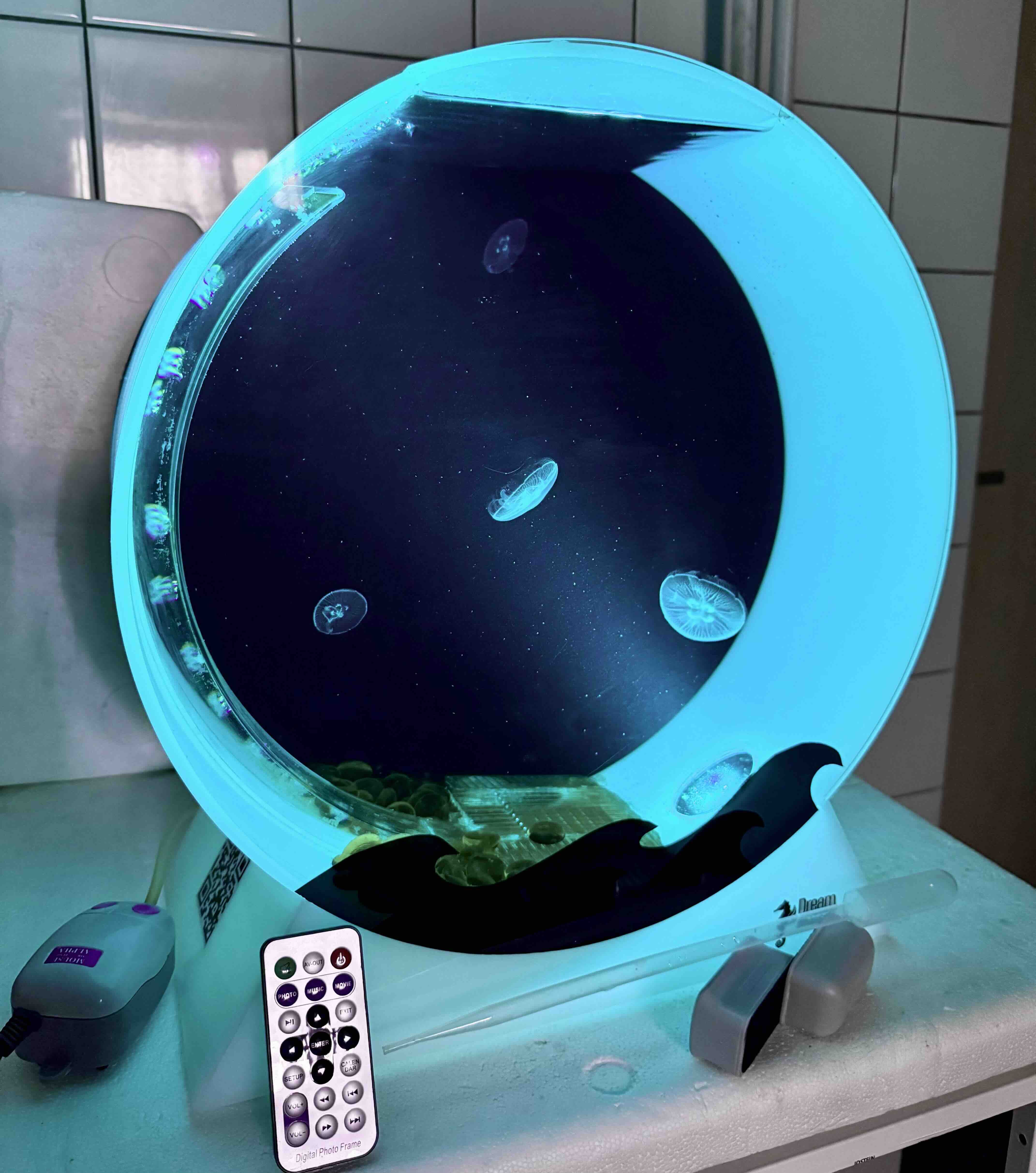 Výprodej: Desktop Jellyfish Tank – použité zaběhlé akvárium se 4 živými medúzami