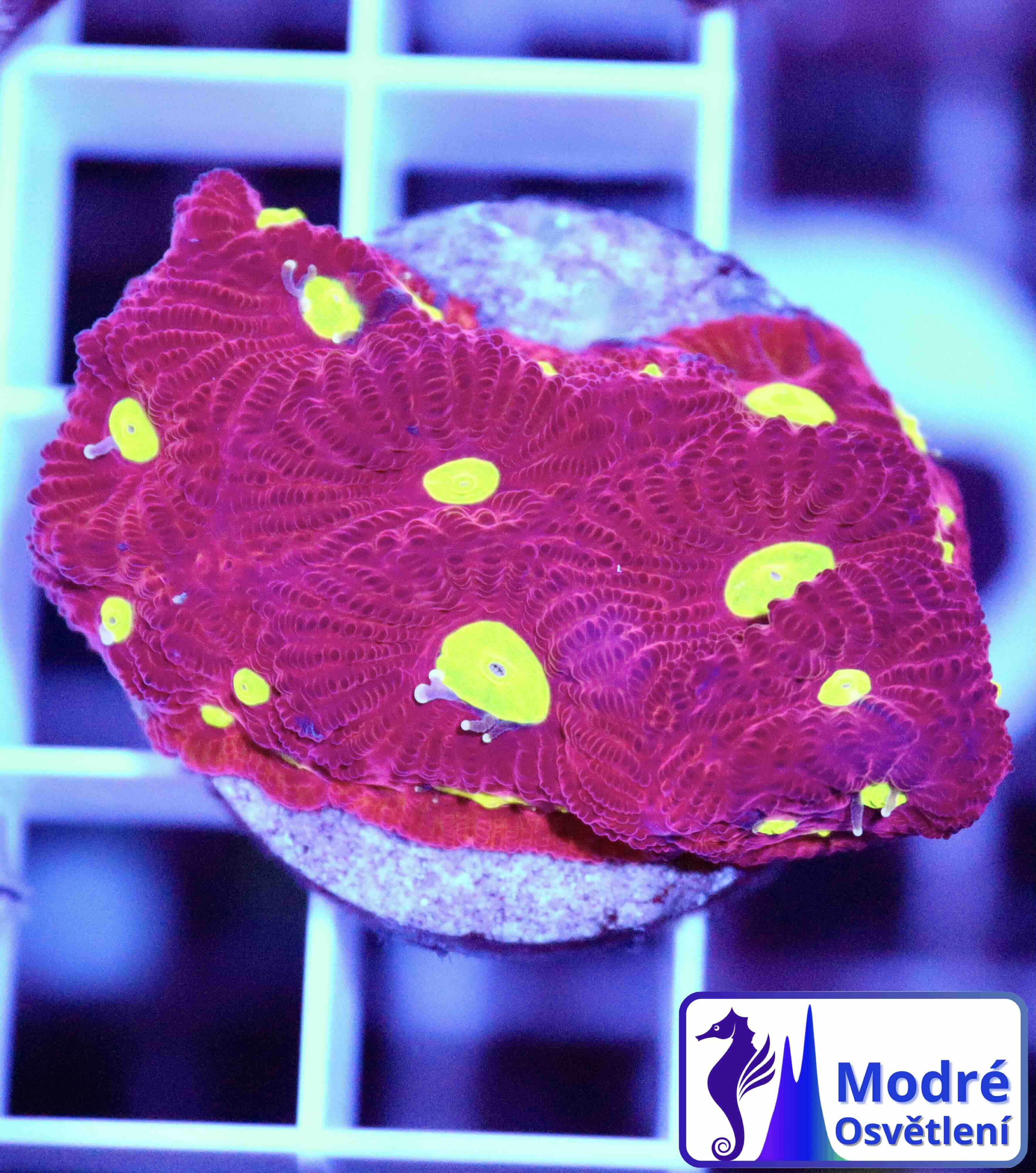 Favites pentagona Ultra (S/M)