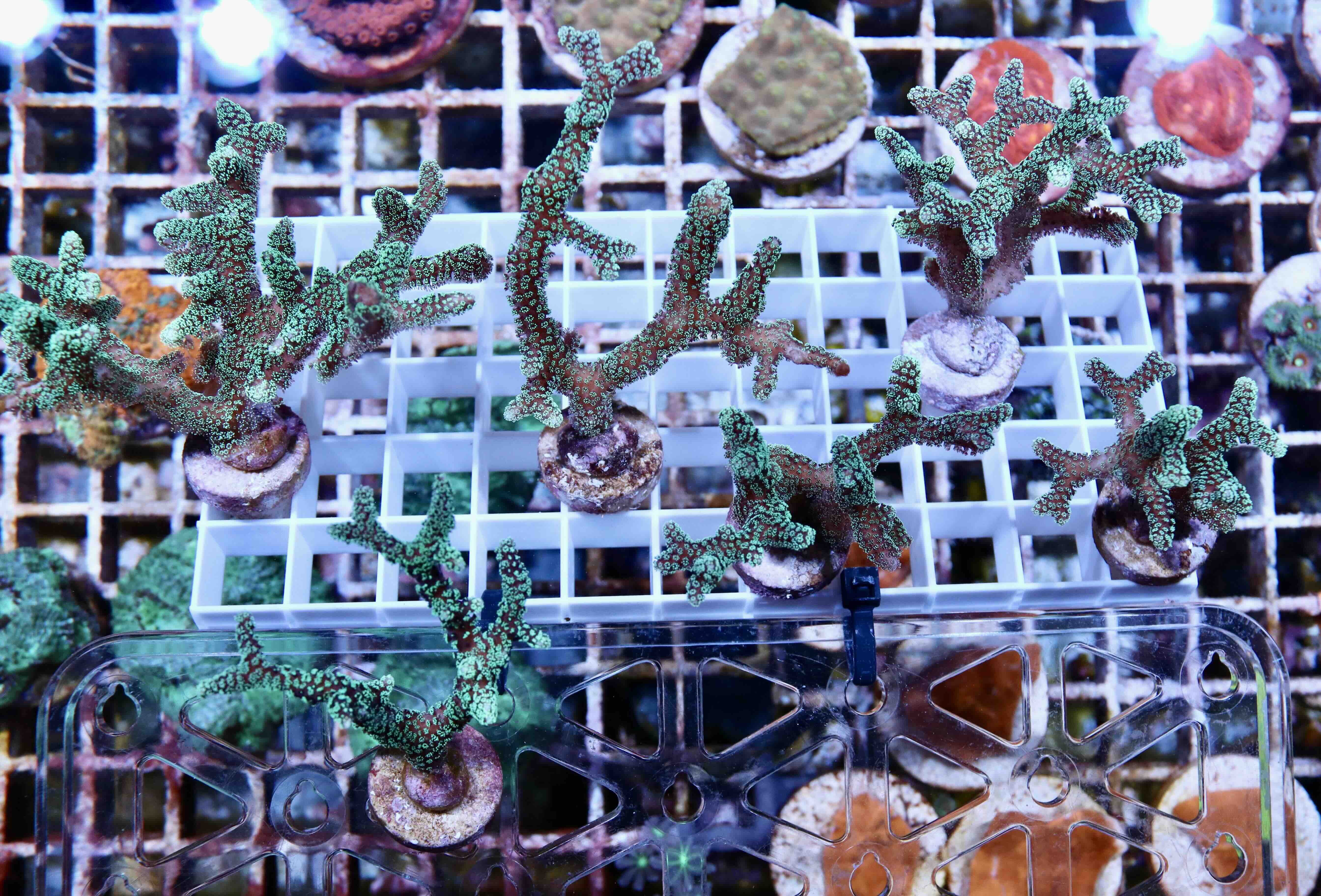 Seriatopora caliendrum green (S/M), WYSIWYG05.02