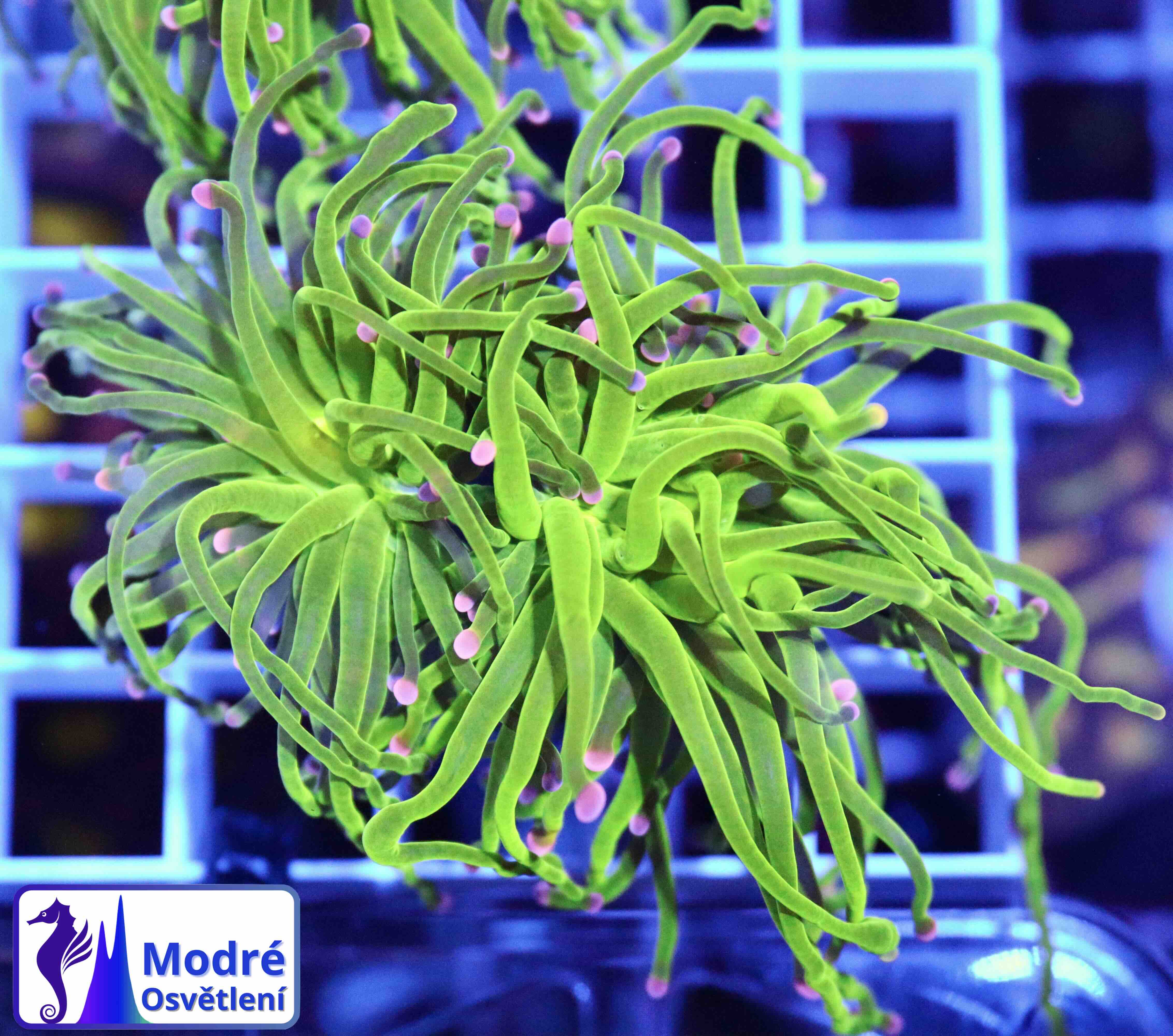 Euphyllia Glabrescens Cotton Candy (2 hlavy)