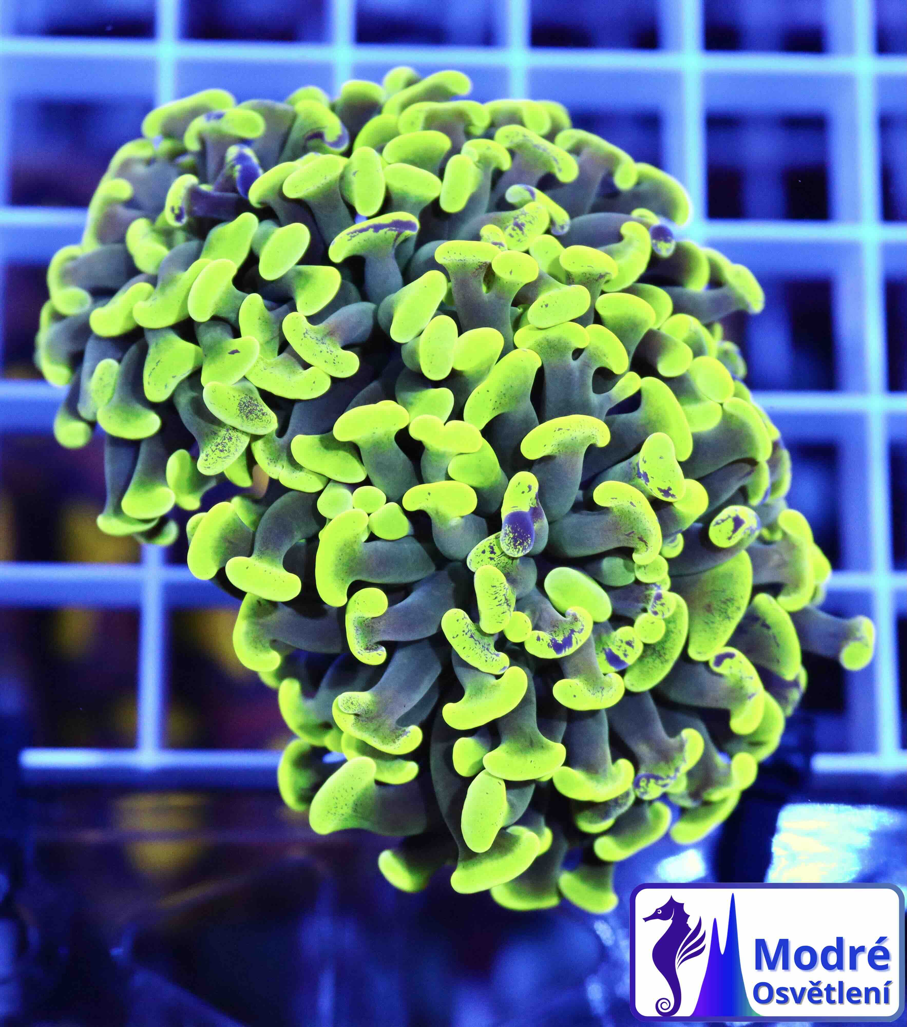 Euphyllia paraancora Green (2 hlavy)