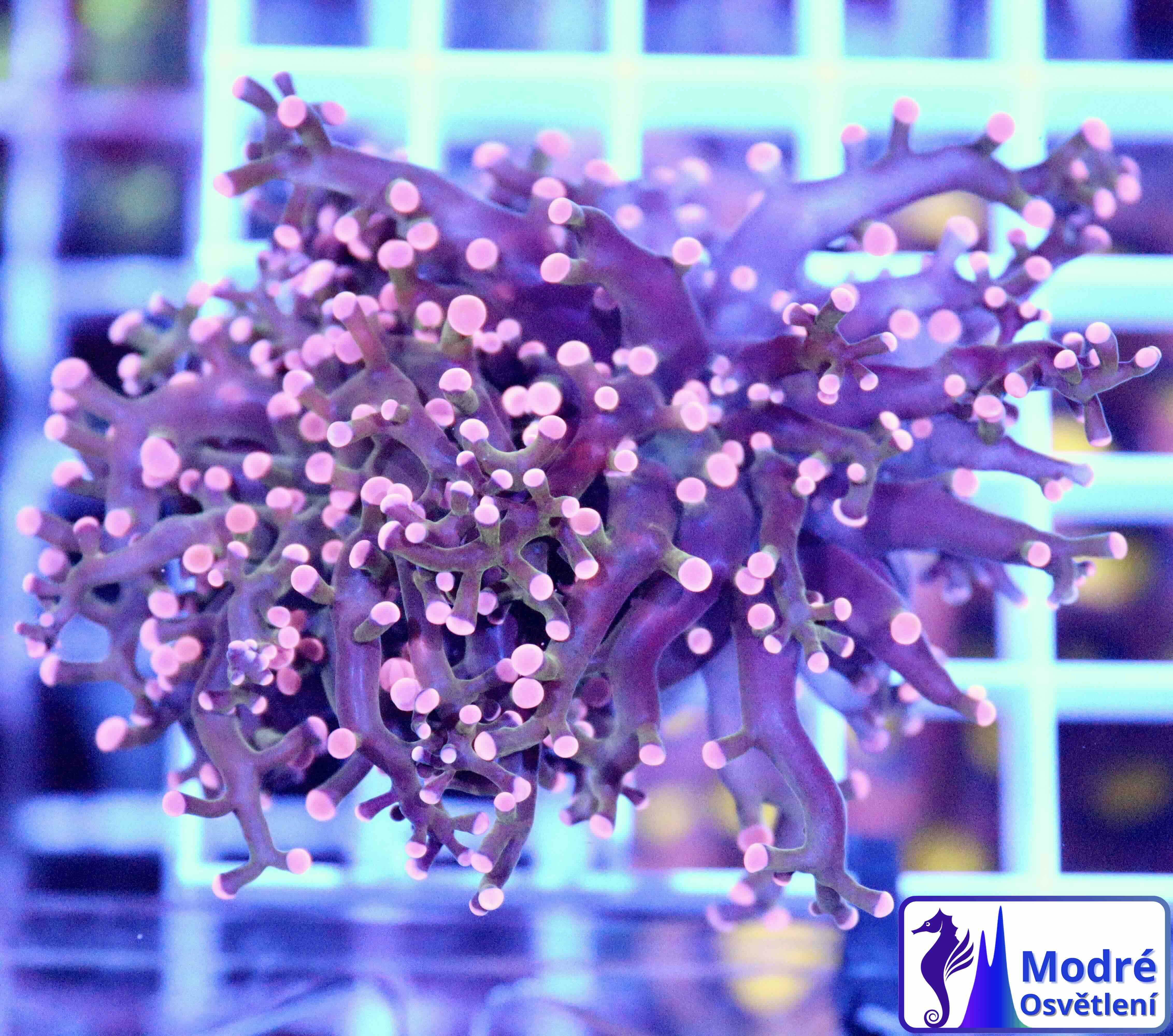 Euphyllia paradivisa - Orange (1 hlava)