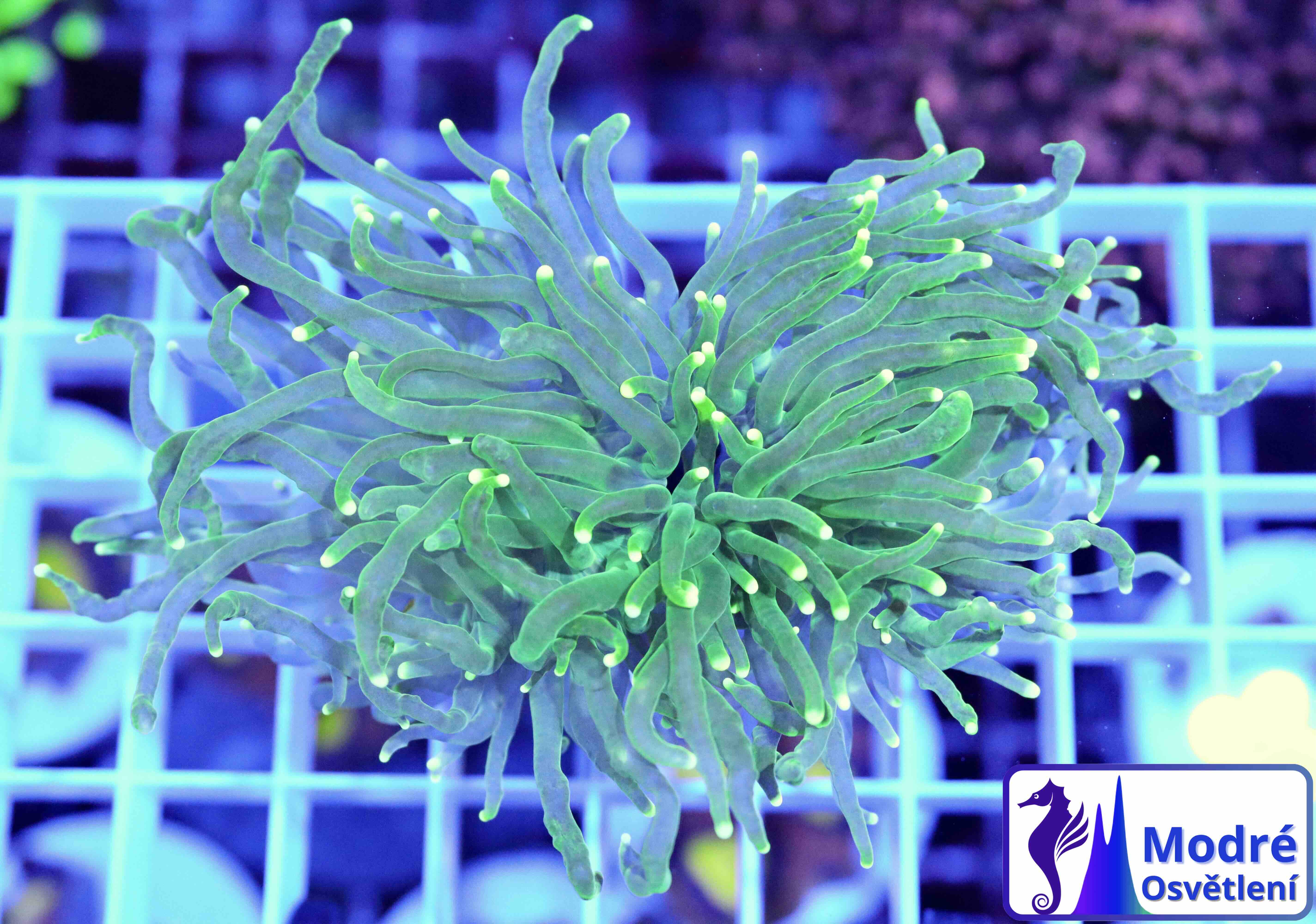 Euphyllia Glabrescens Green (2 hlavy)