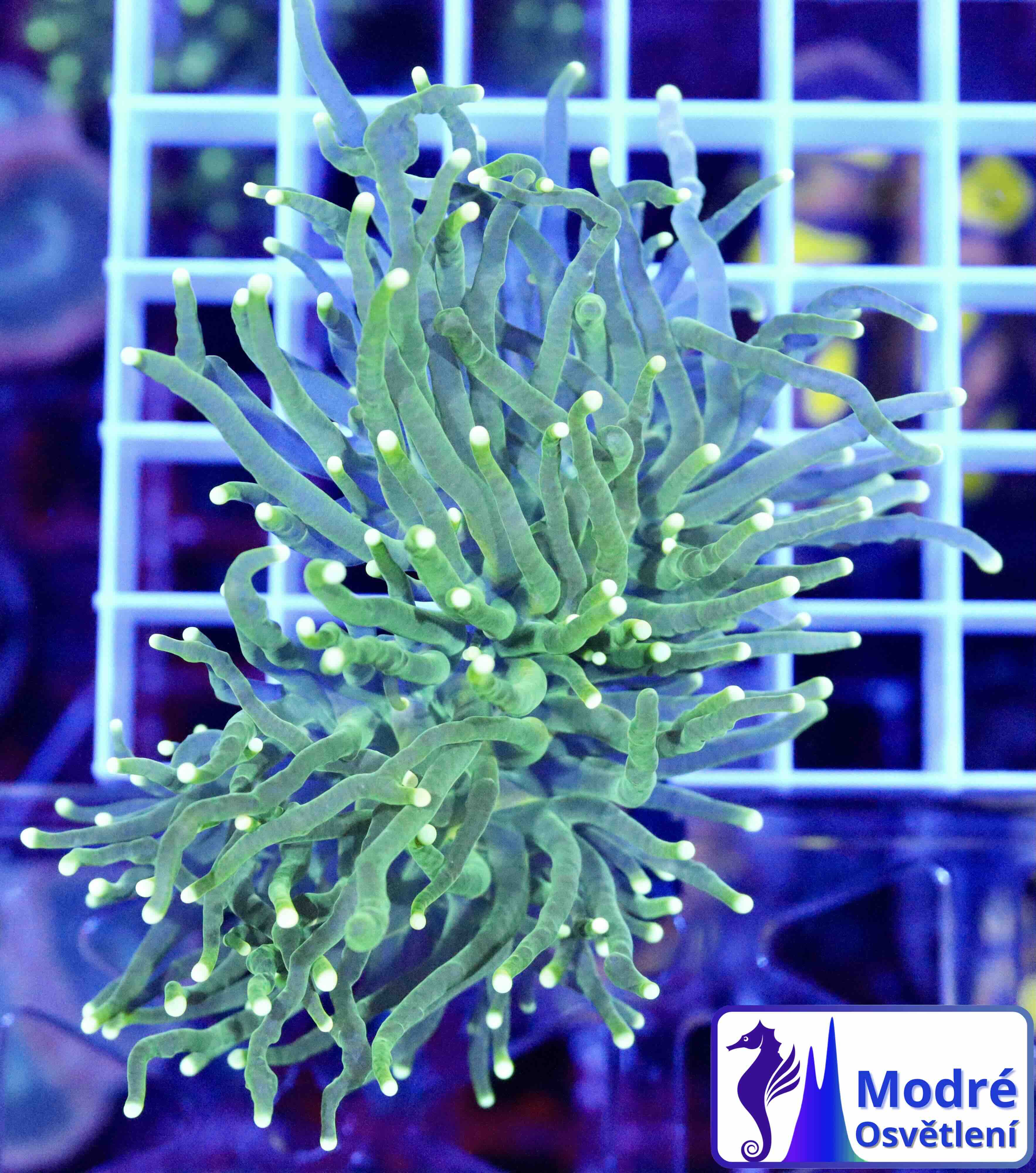 Euphyllia Glabrescens Green (2 hlavy)