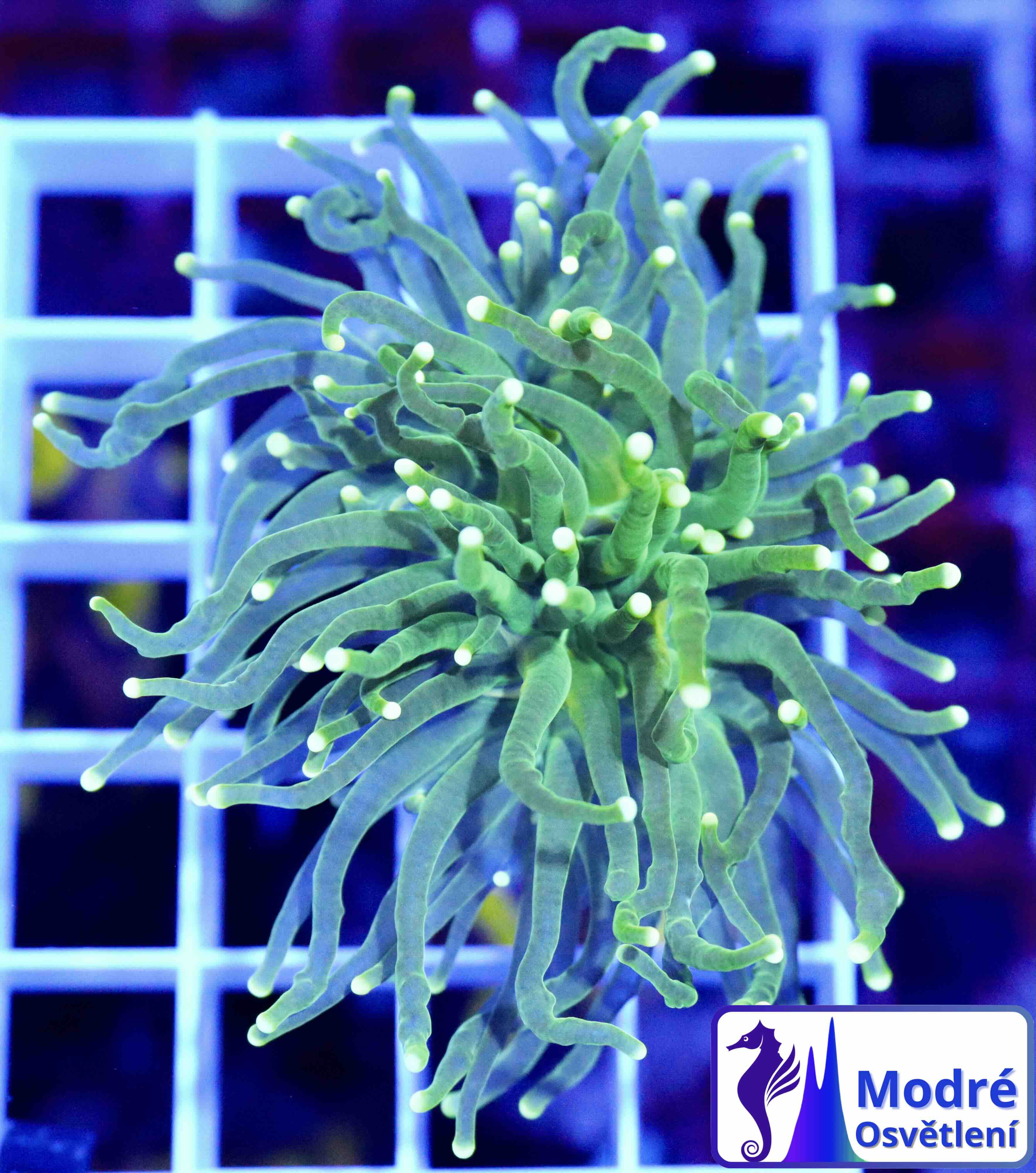 Euphyllia Glabrescens Green (1 hlava)