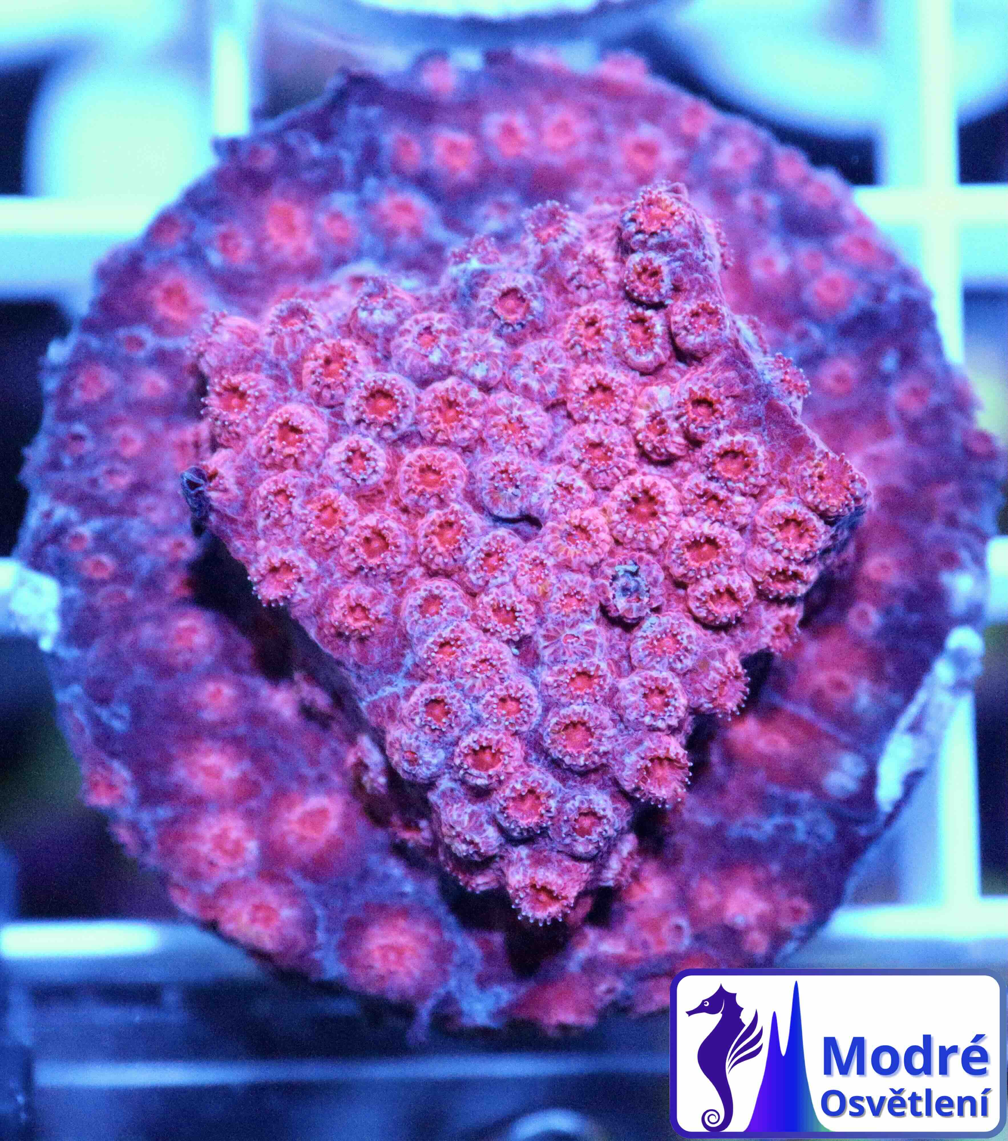 Cyphastrea Blood Red (S/M)