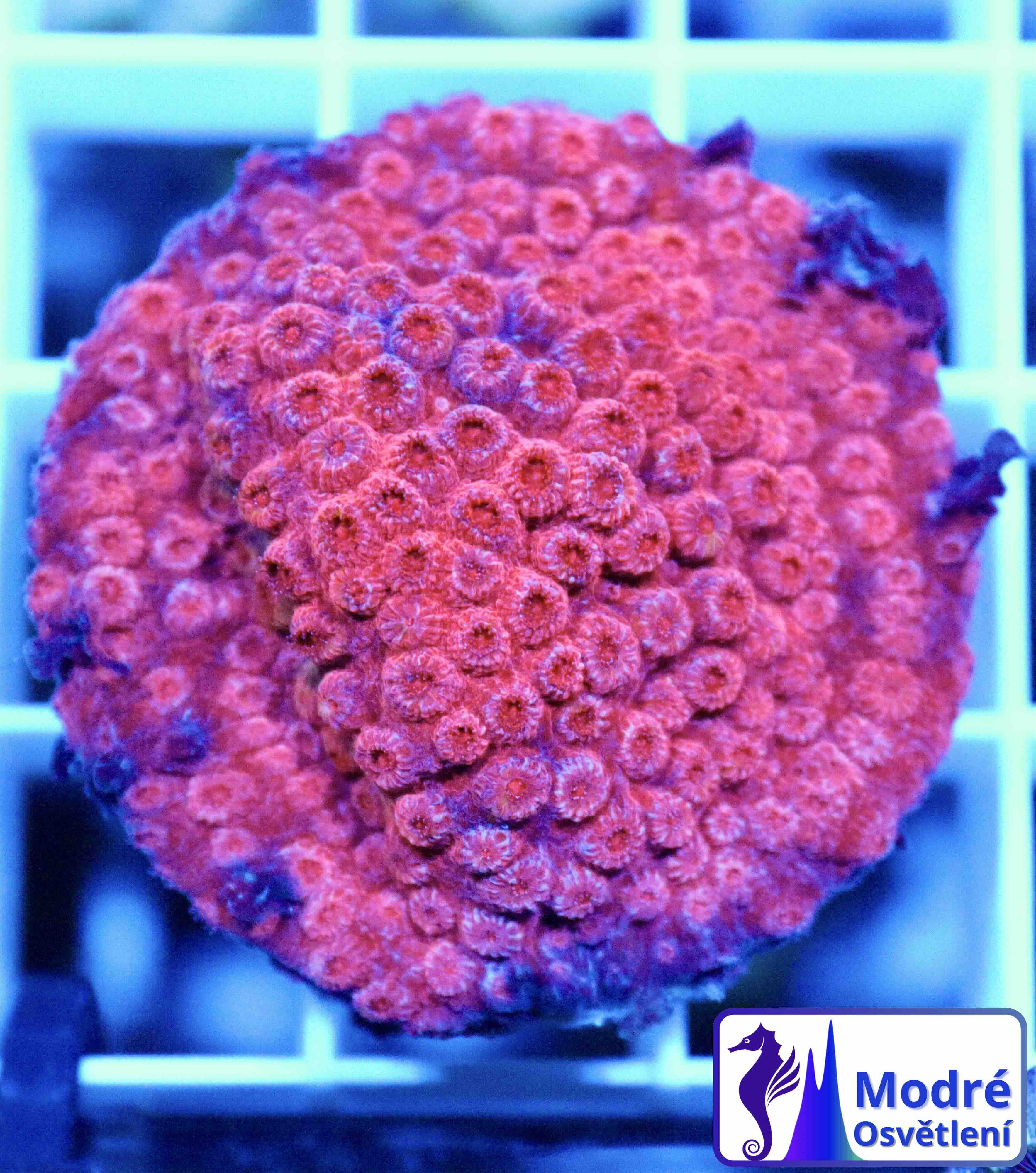 Cyphastrea Blood Red (S/M)