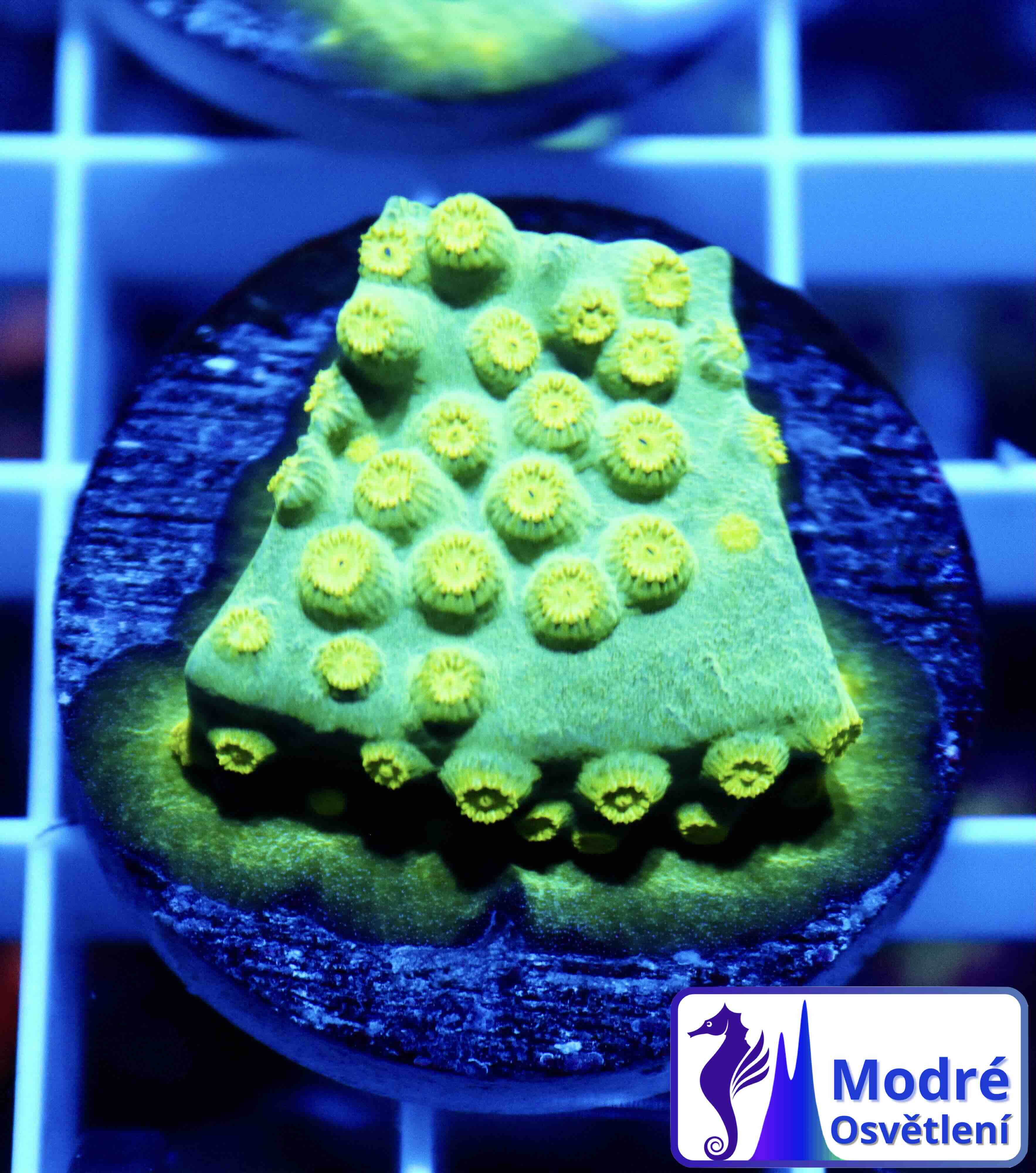 Cyphastrea Ultra Green (M), WYSIWYG02