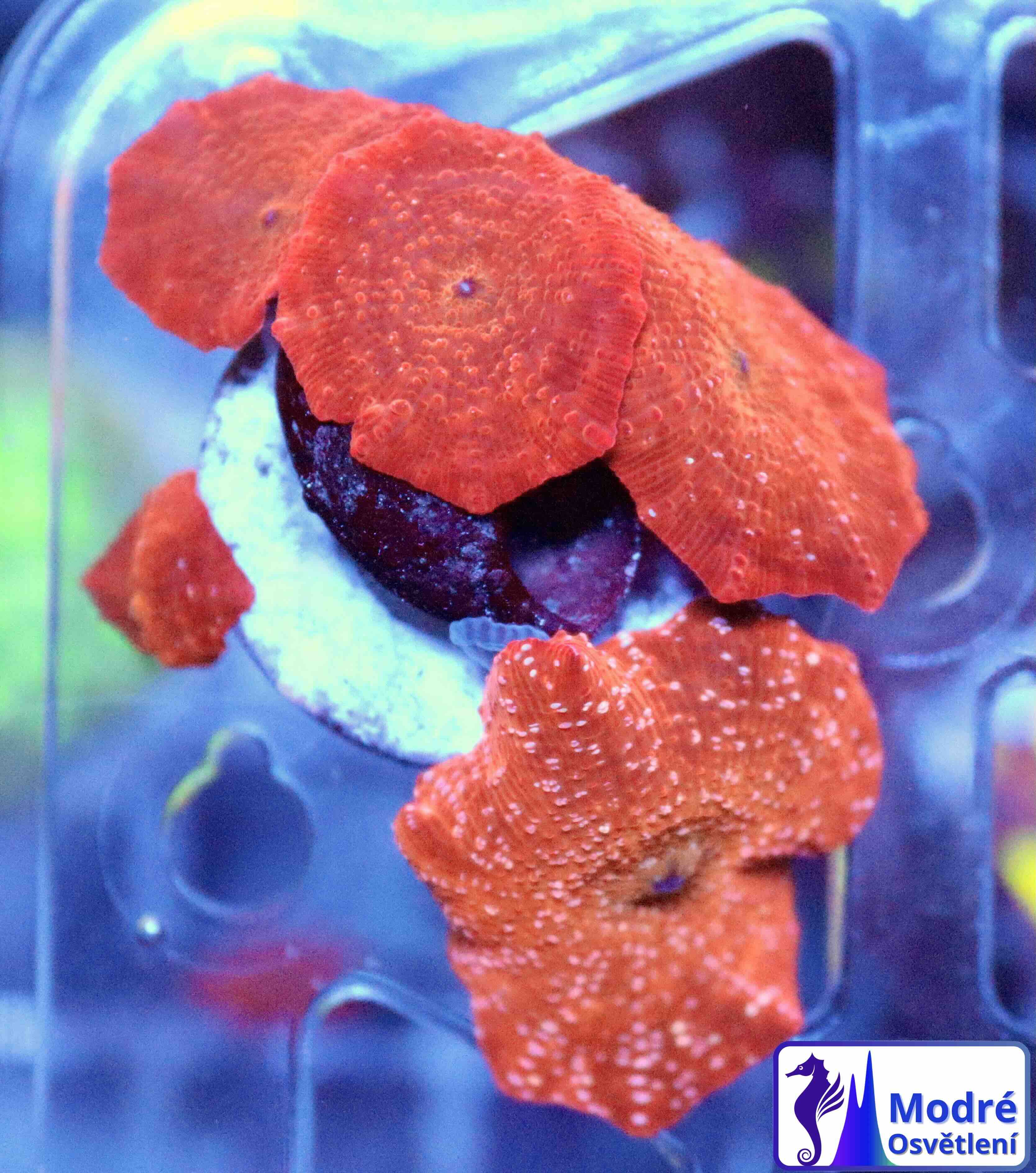 Discosoma Reddish (1 polyp)