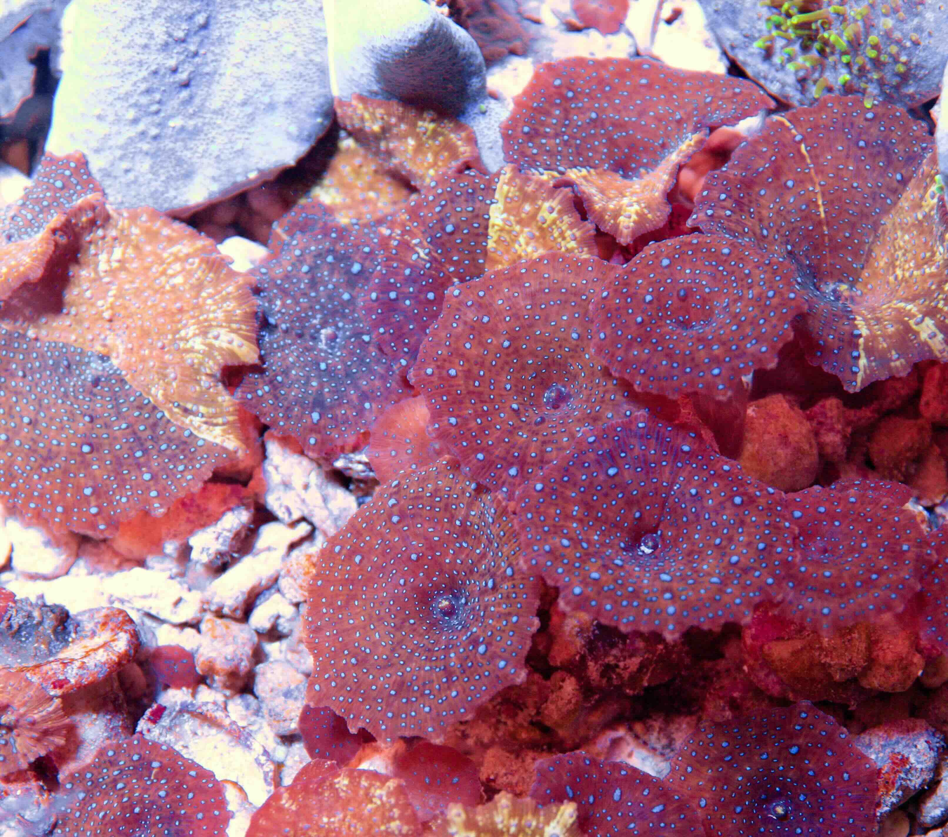 Discosoma Red + Blue Dots (2+ polypy)