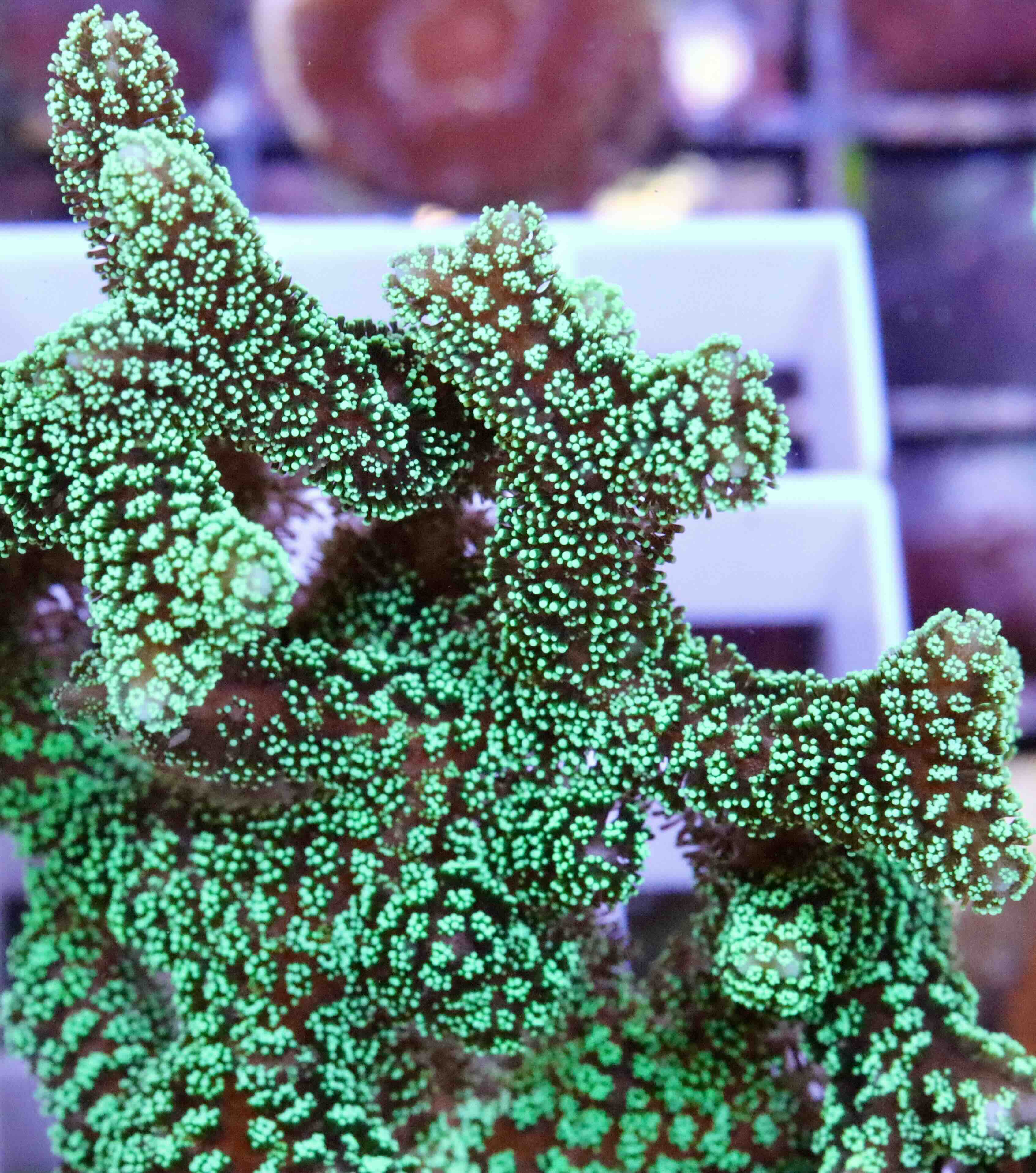 Seriatopora caliendrum green (S/M)