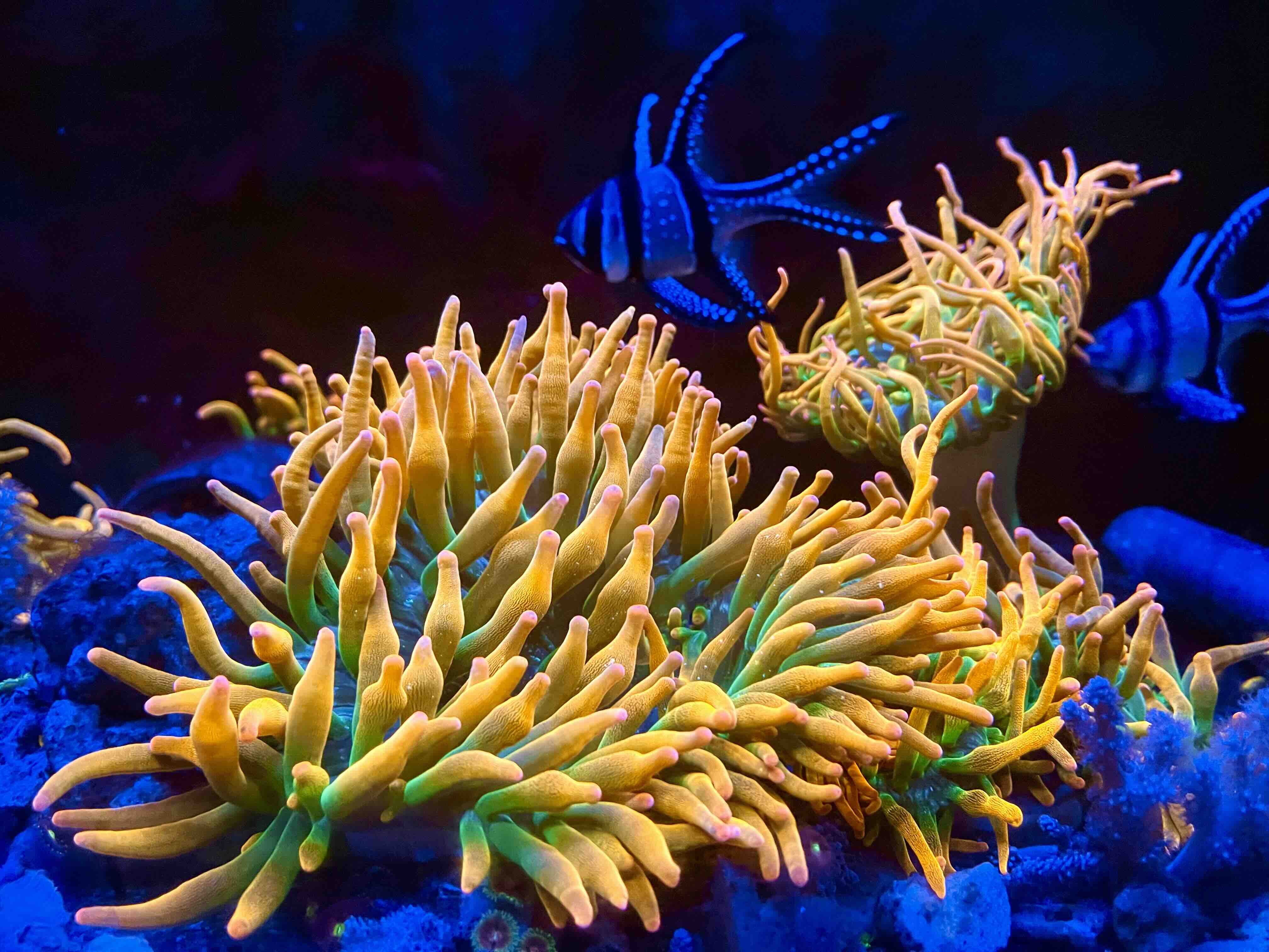Entacmaea quadricolor "Rainbow" (M)