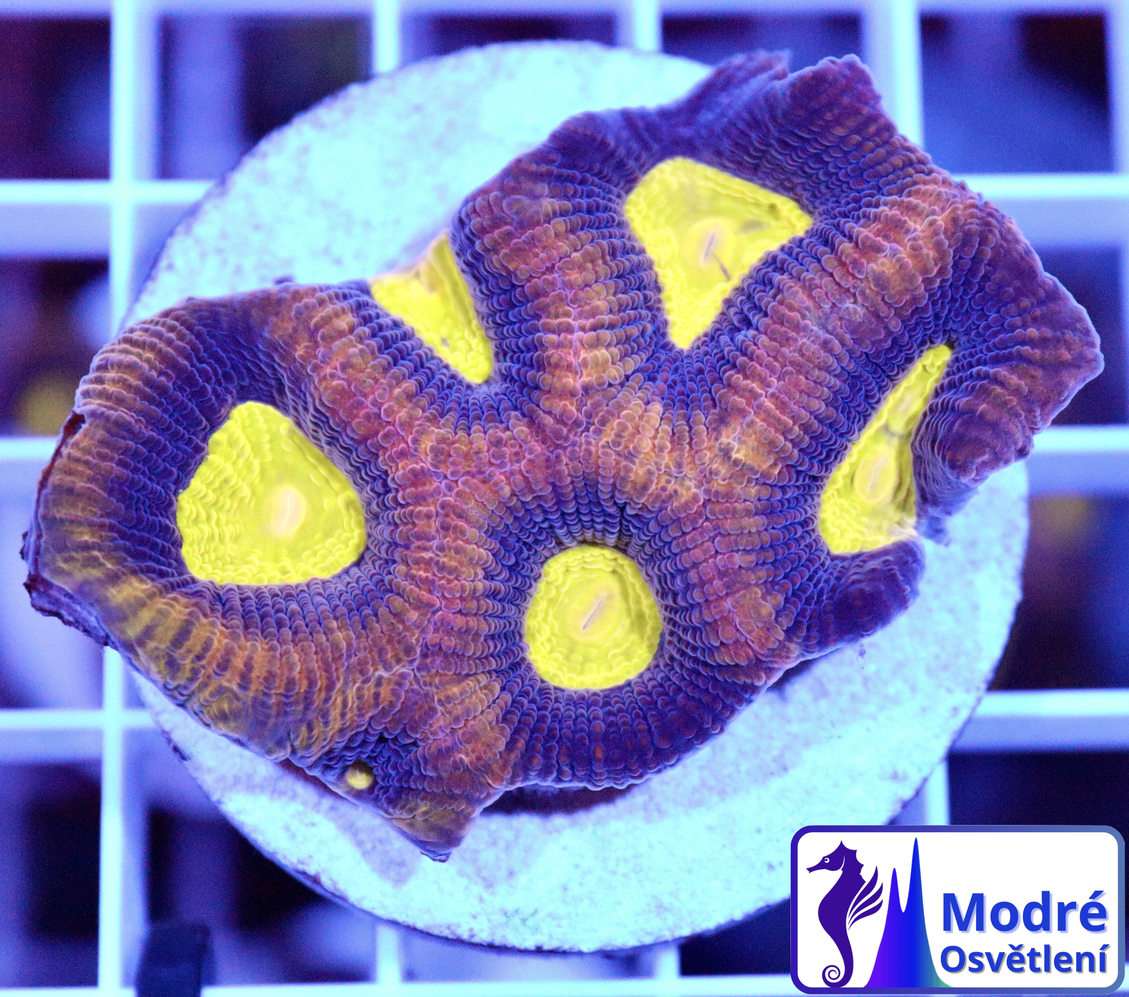 Favites complanata Dragon Soul (M/L)
