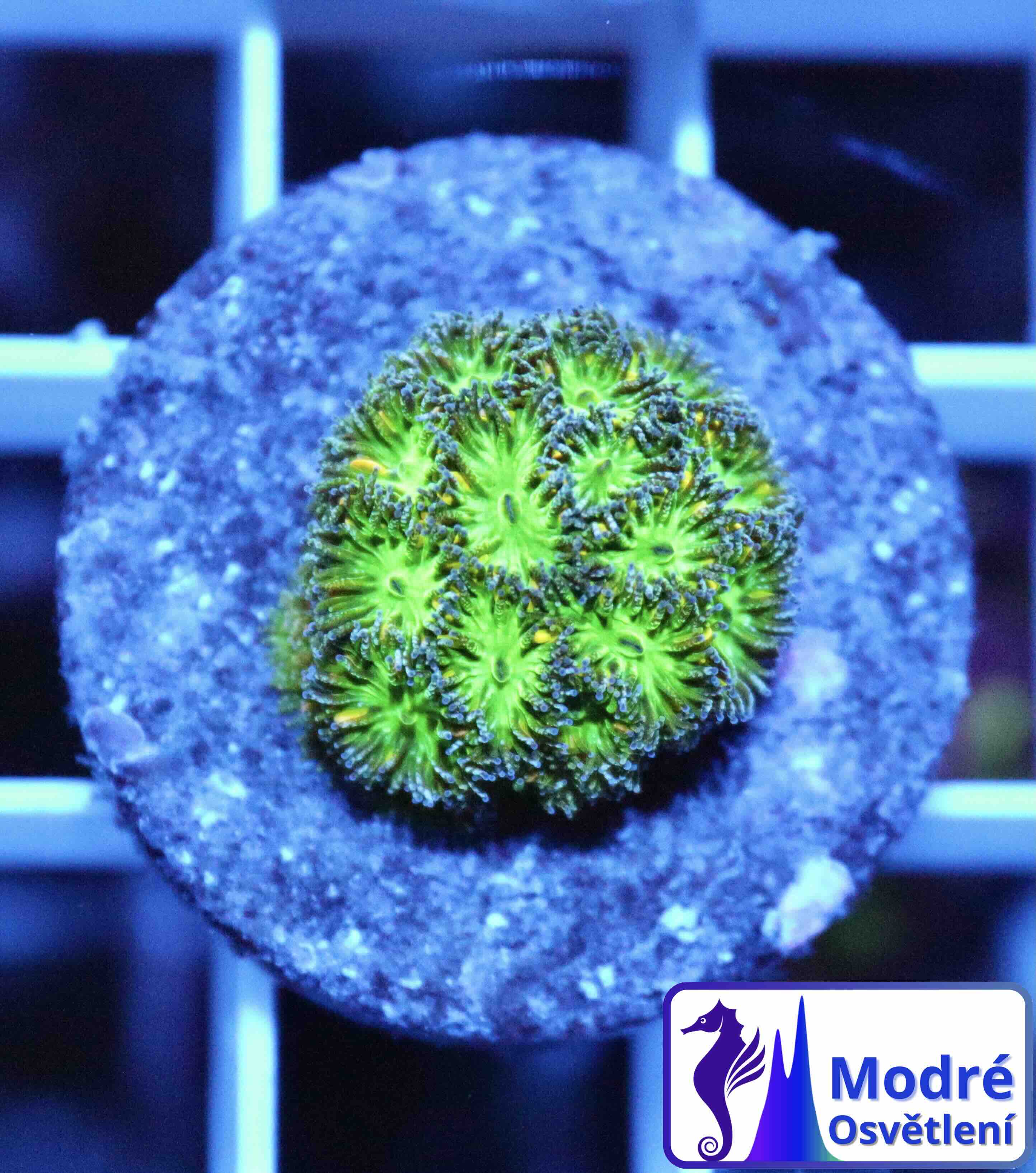 Leptastrea Green (S)