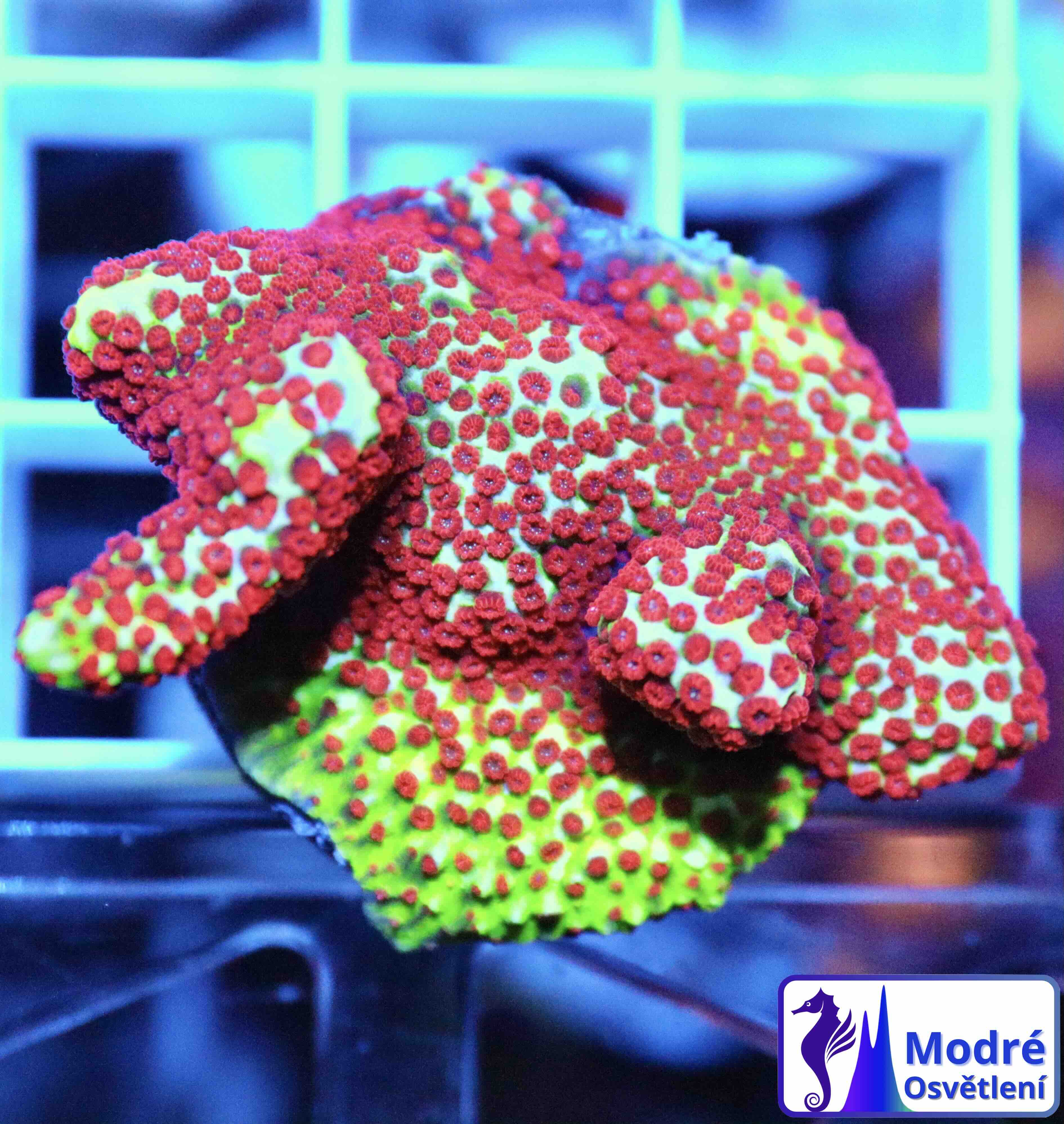 Montipora digitata Fire Forest, Typ B (M)