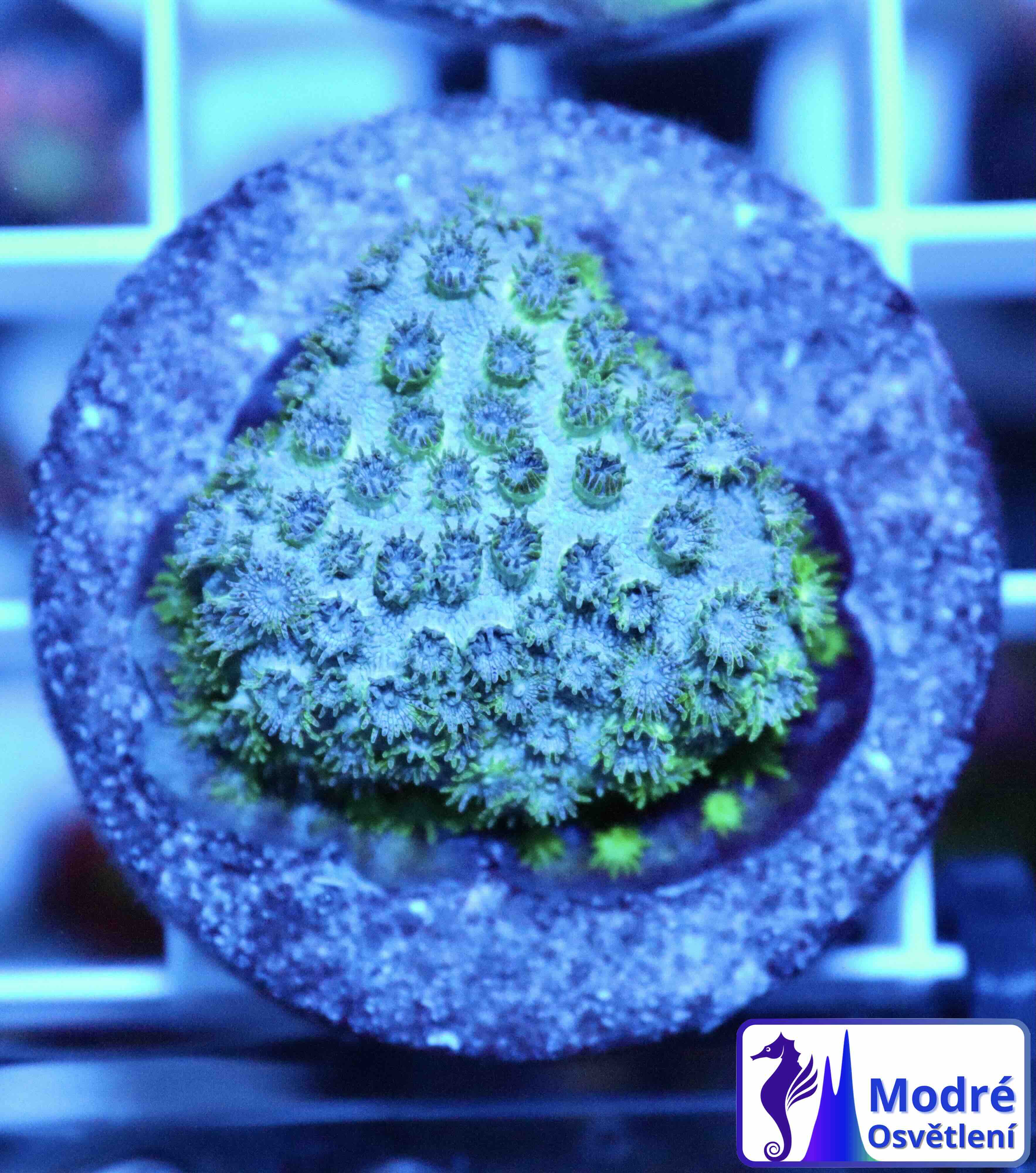 Cyphastrea Seagrass (S/M), WYSIWYG01