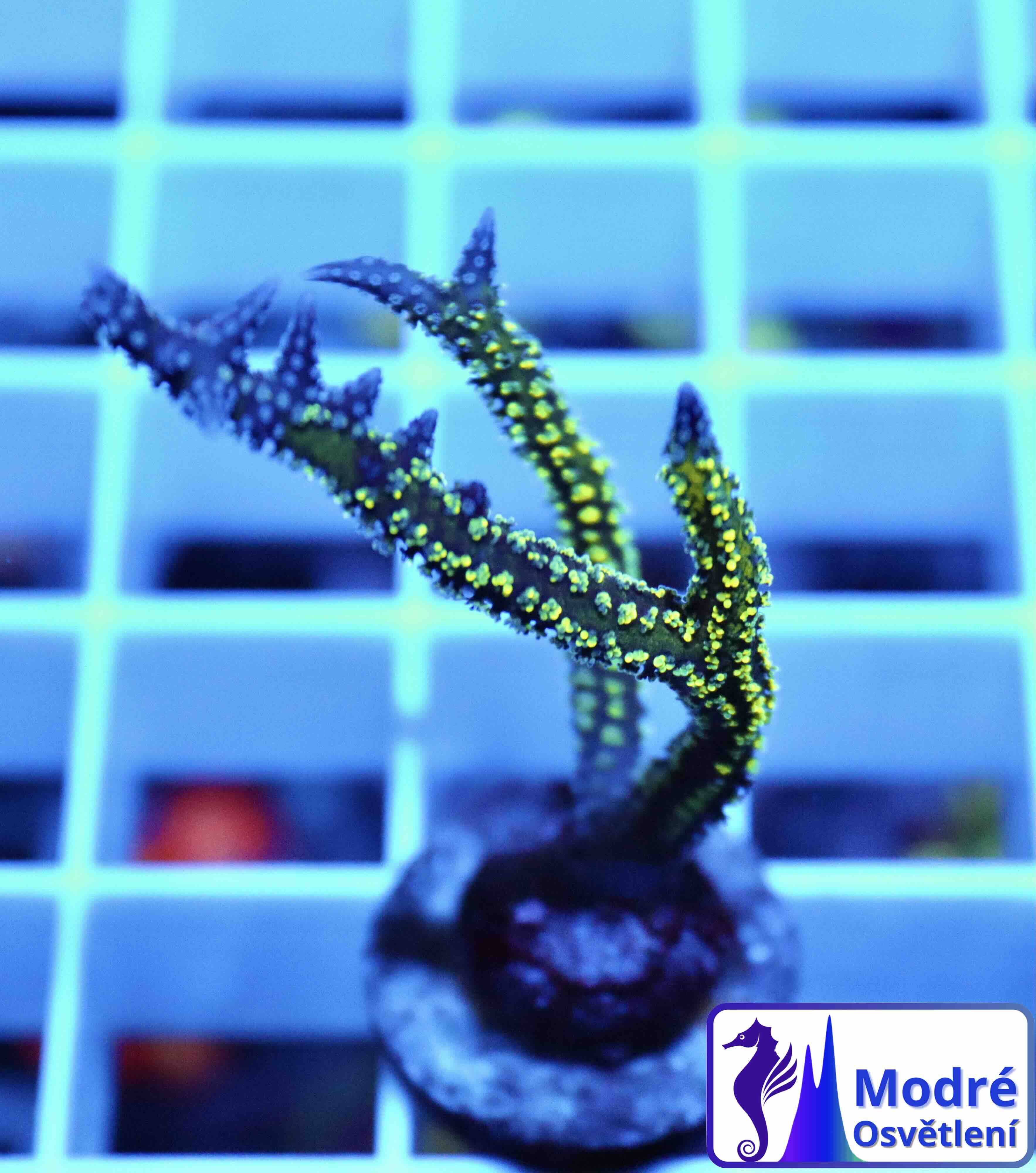 Seriatopora Hystrix Bicolor (S), WYSIWYG05