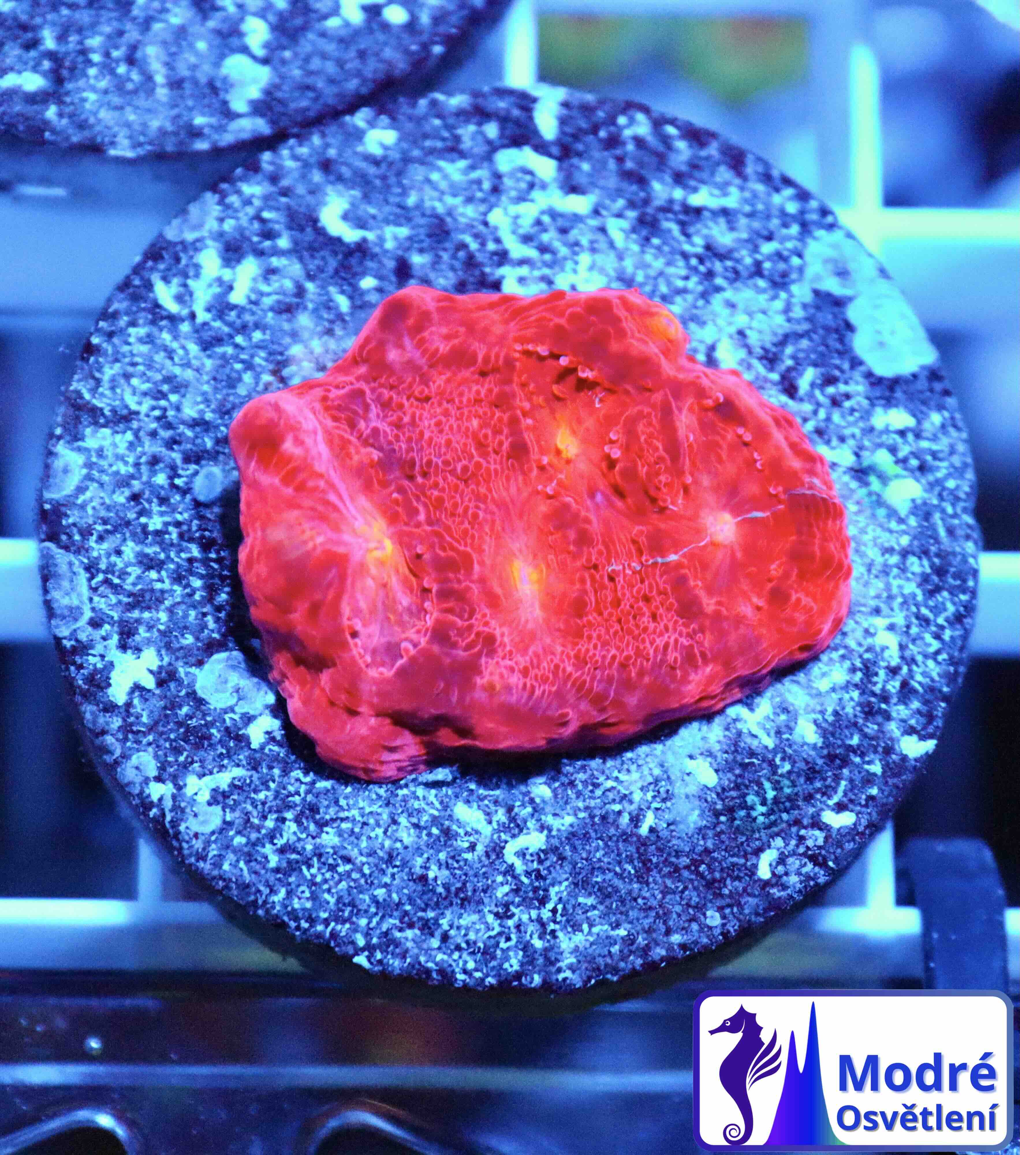 Chalice Flamethrower (S/M), WYSIWYG11,1