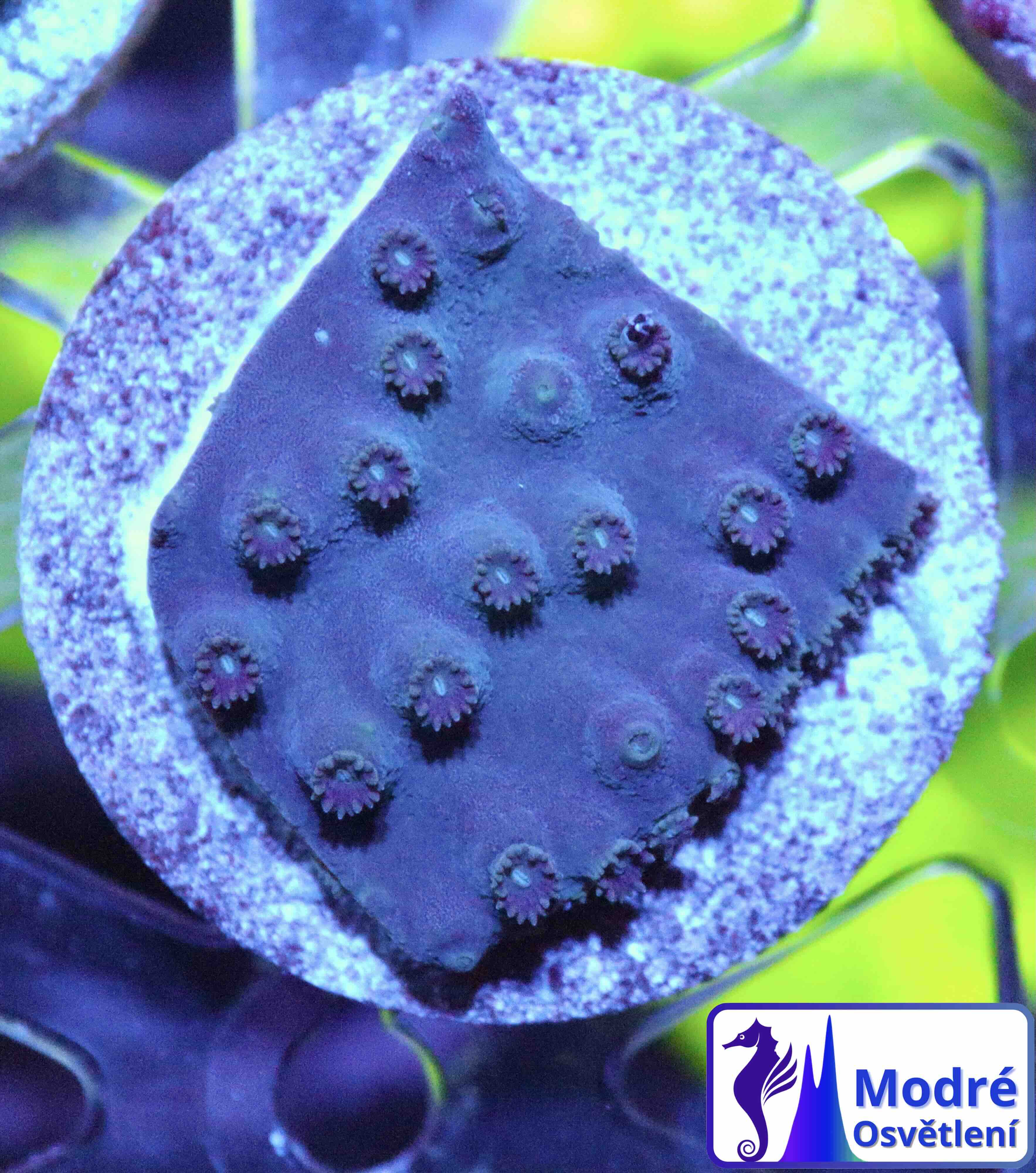 Turbinaria reniformis Purple/Yellow (M), WYSIWYG12