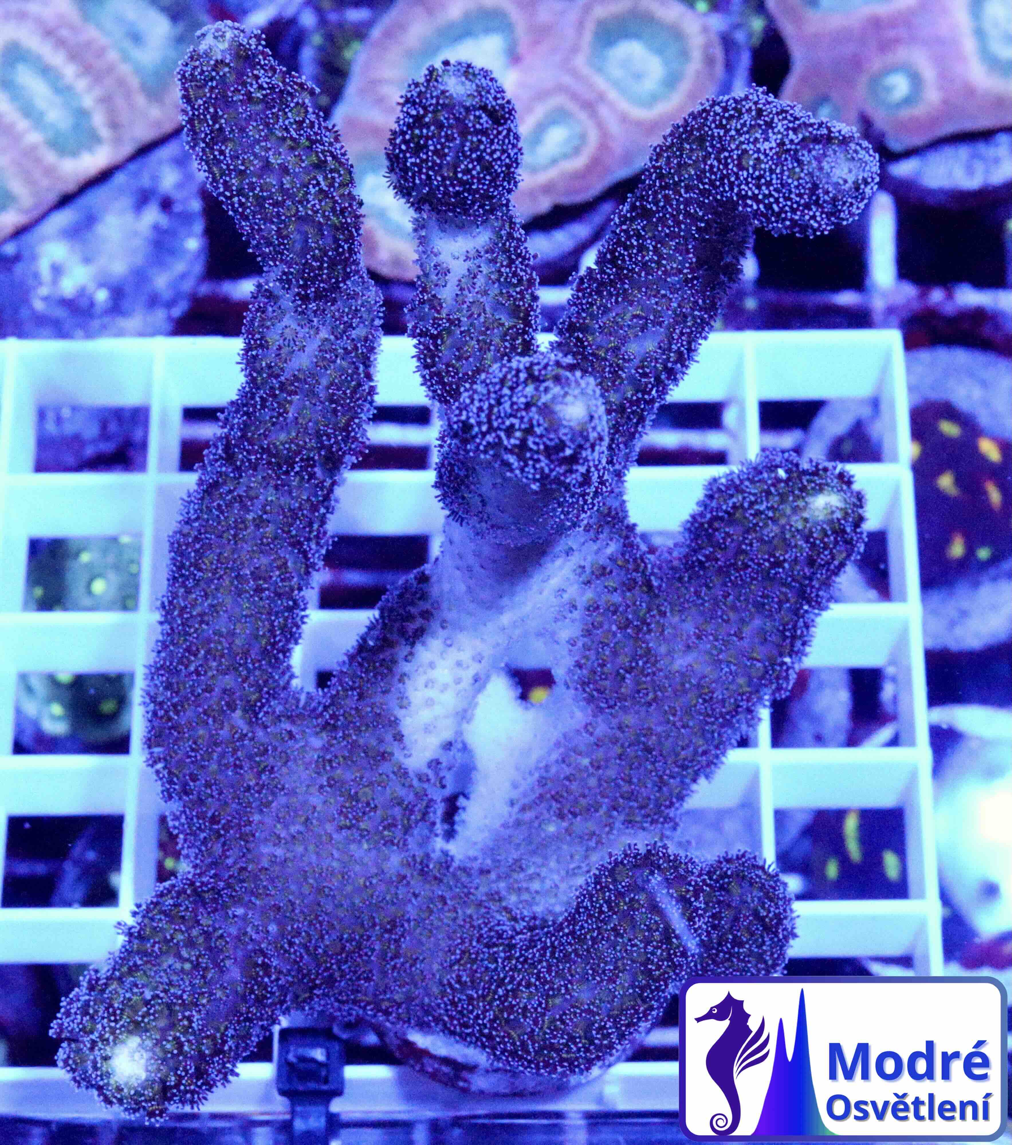 Stylophora Milka (L/XL)