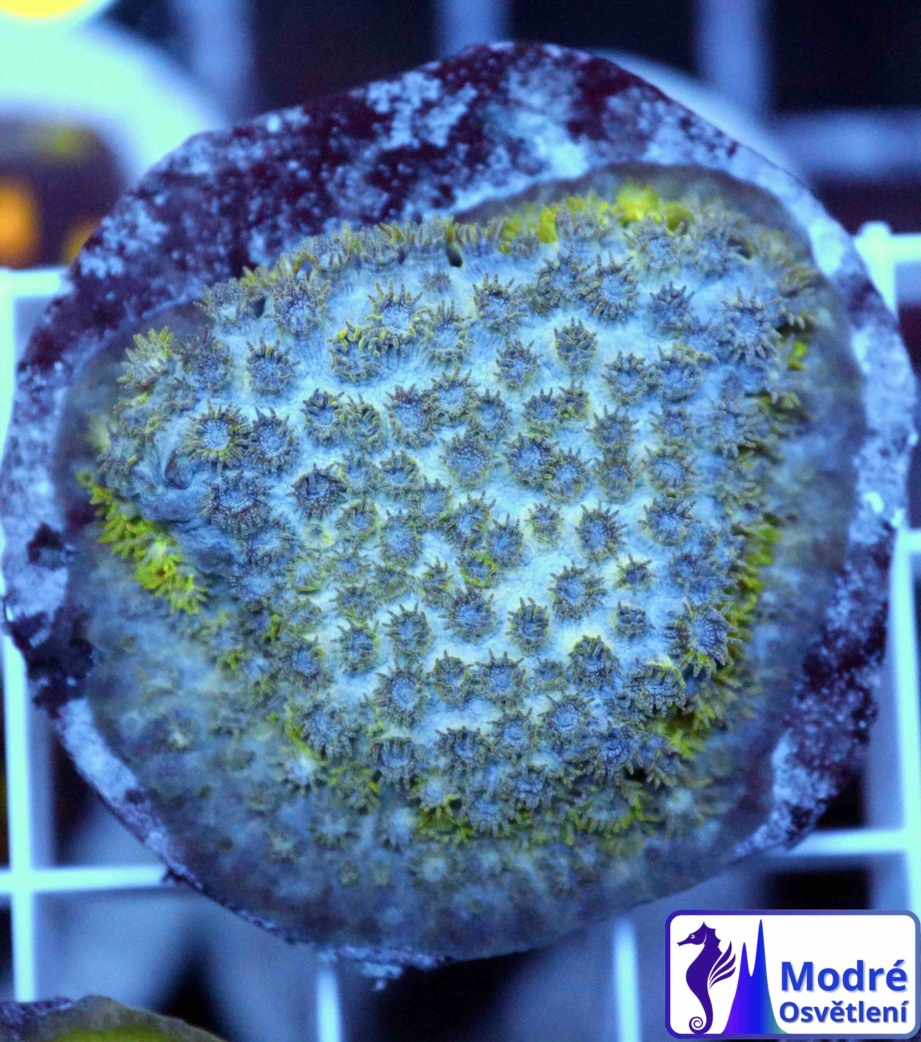 Cyphastrea Seagrass (S/M)