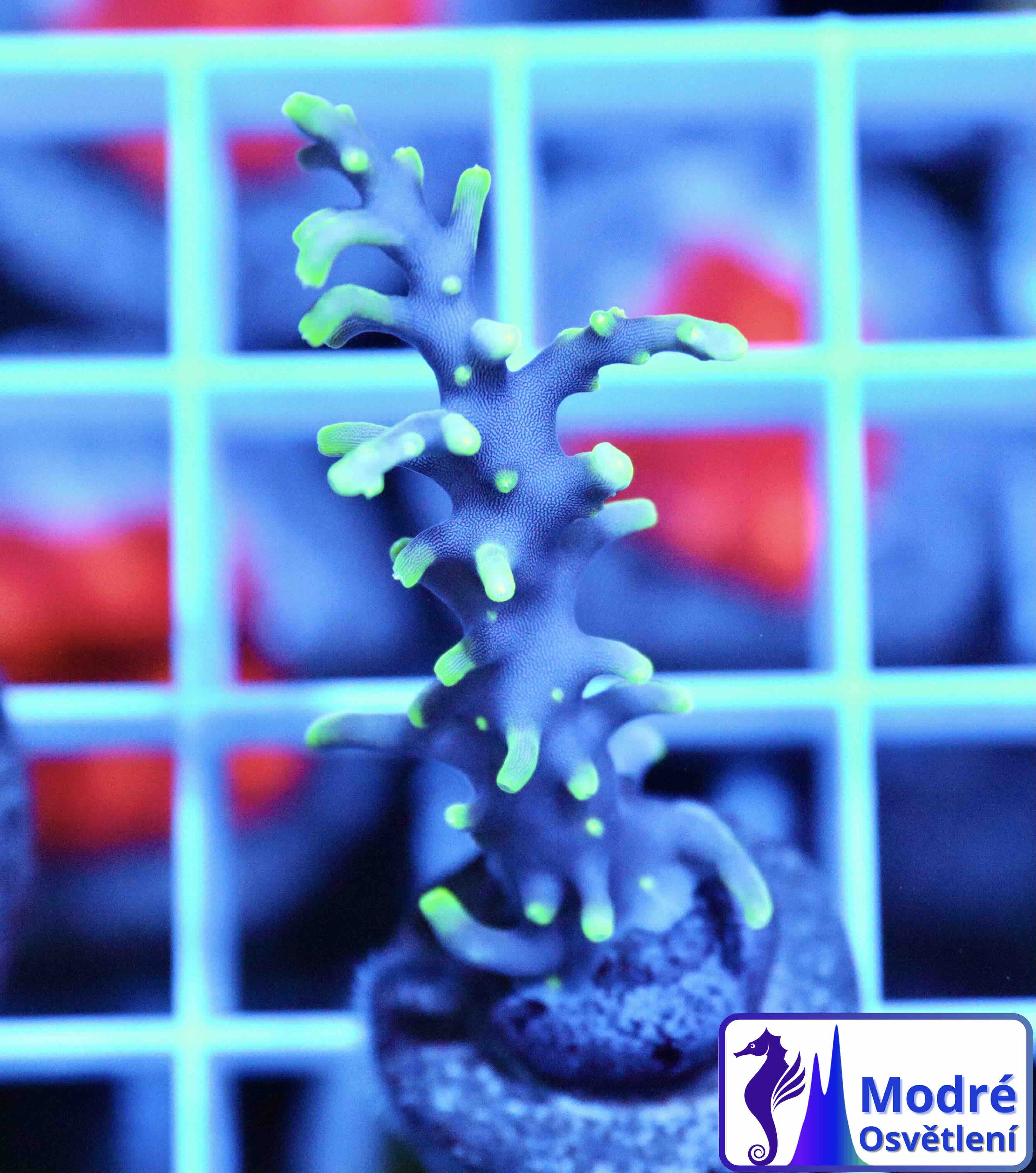 Acropora carduus MR.Pacman (S), WYSIWYG20