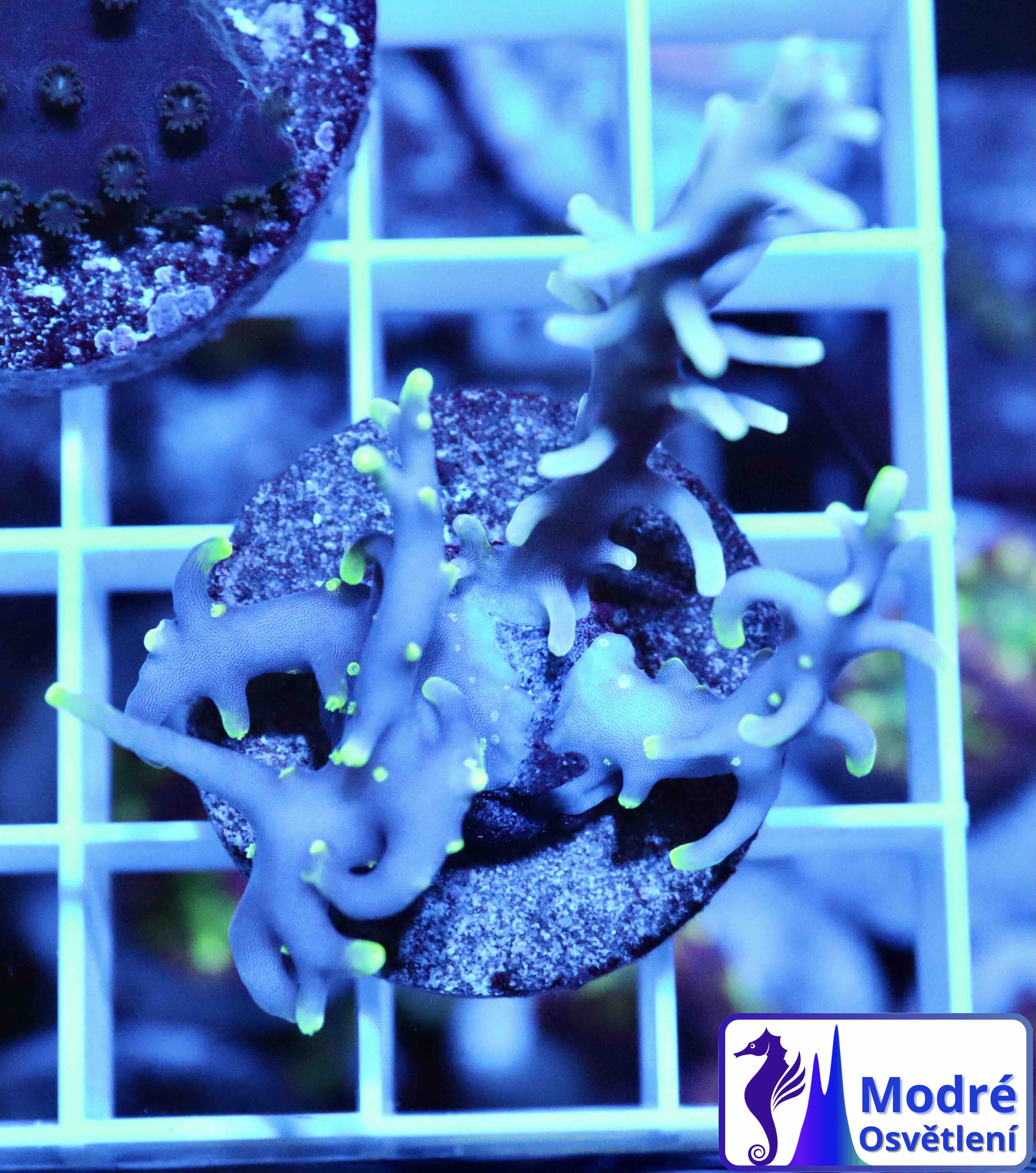 Acropora carduus MR.Pacman (S/M), WYSIWYG21
