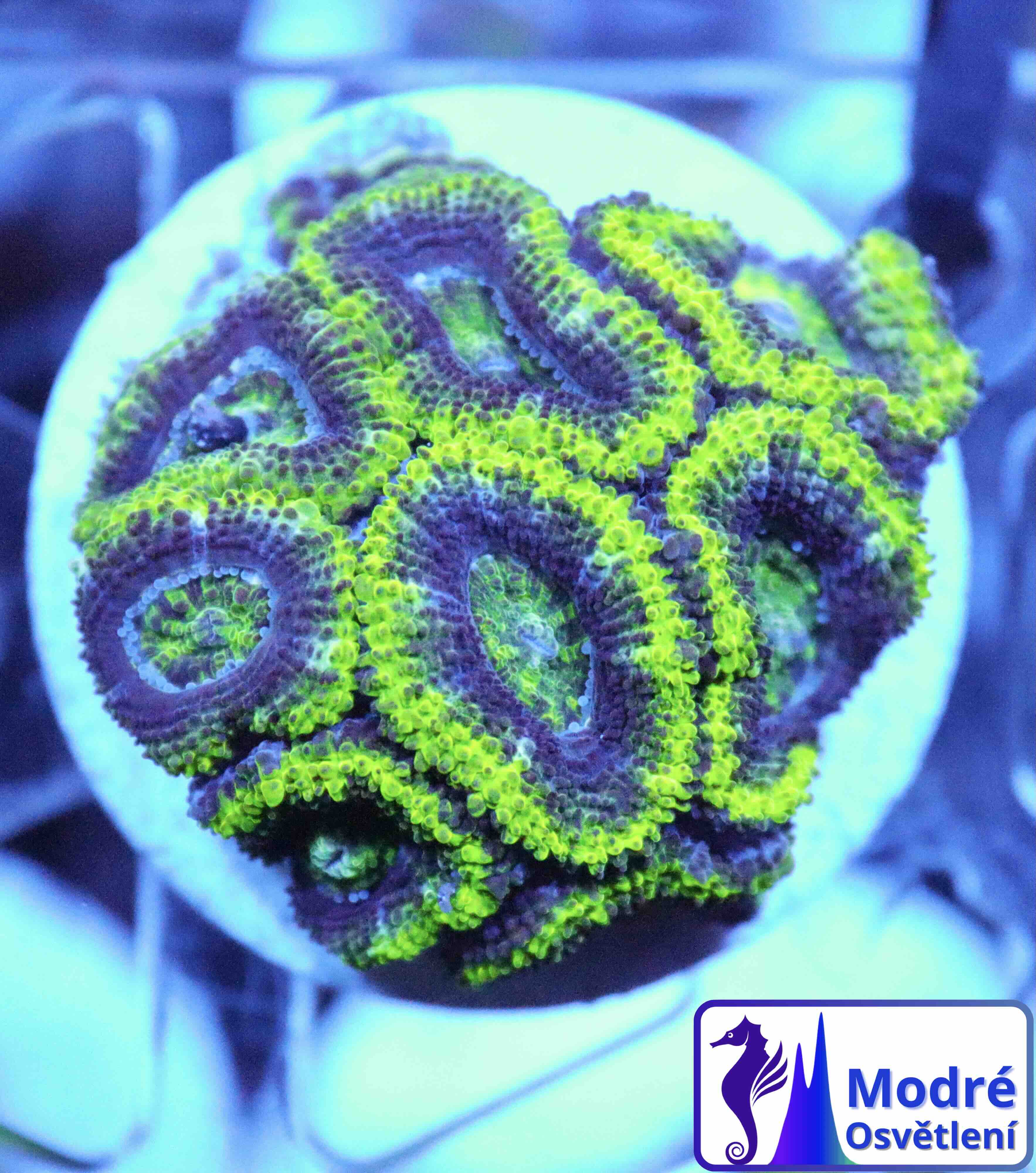 Acanthastrea lordhowensis Green Premium (M/L)