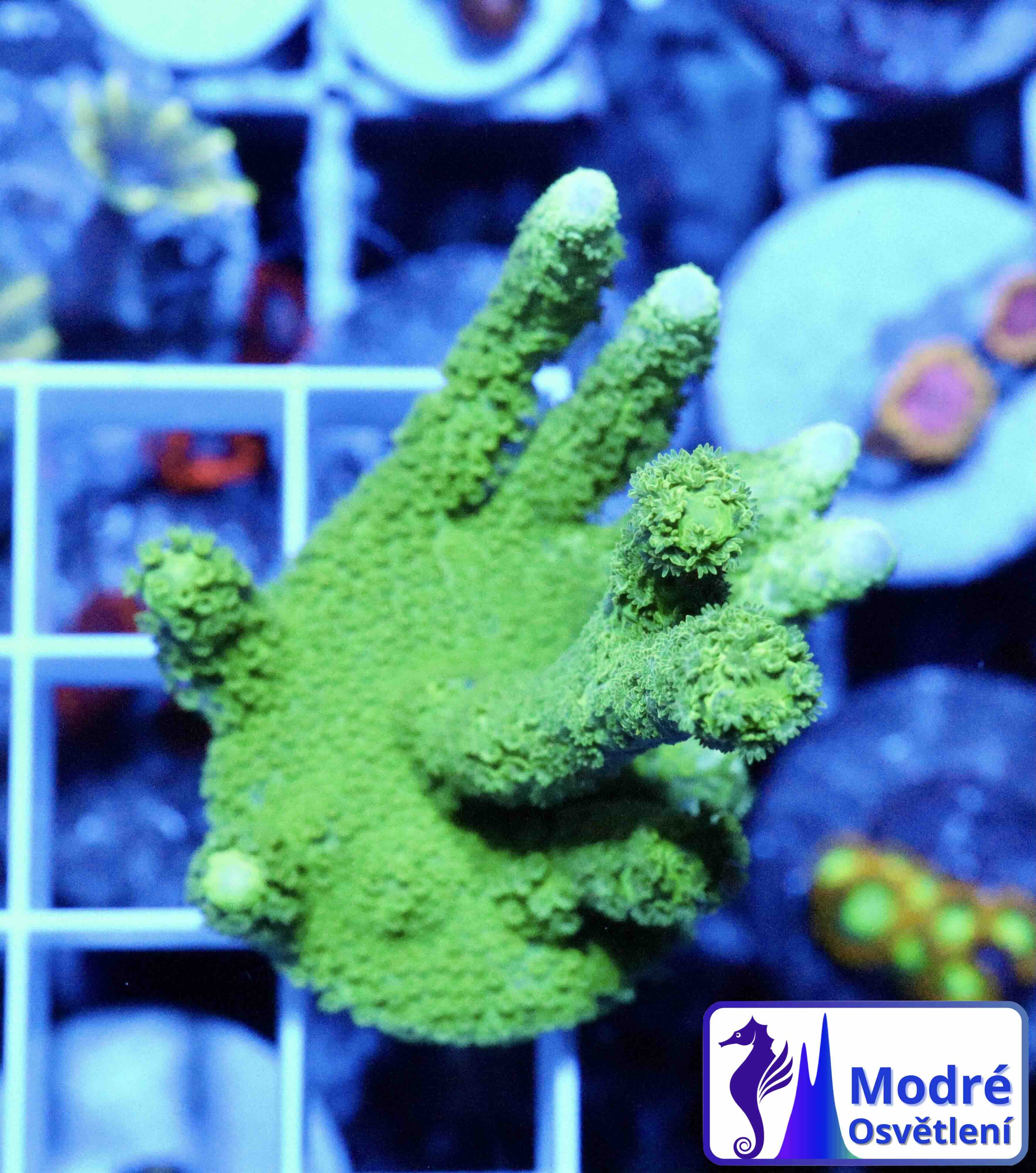 Montipora digitata green (M), WYSIWYG27