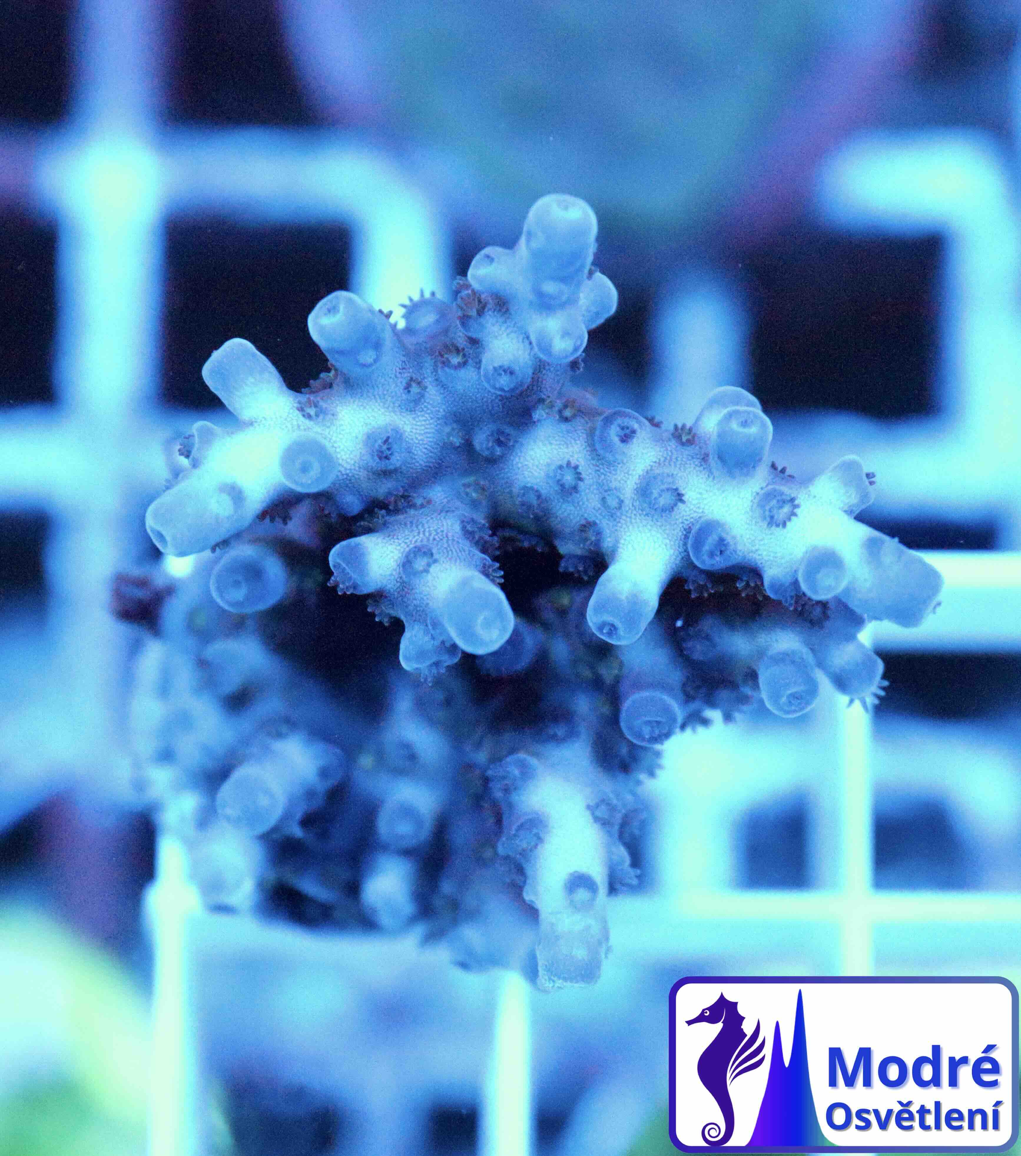 Acropora sp. (S)