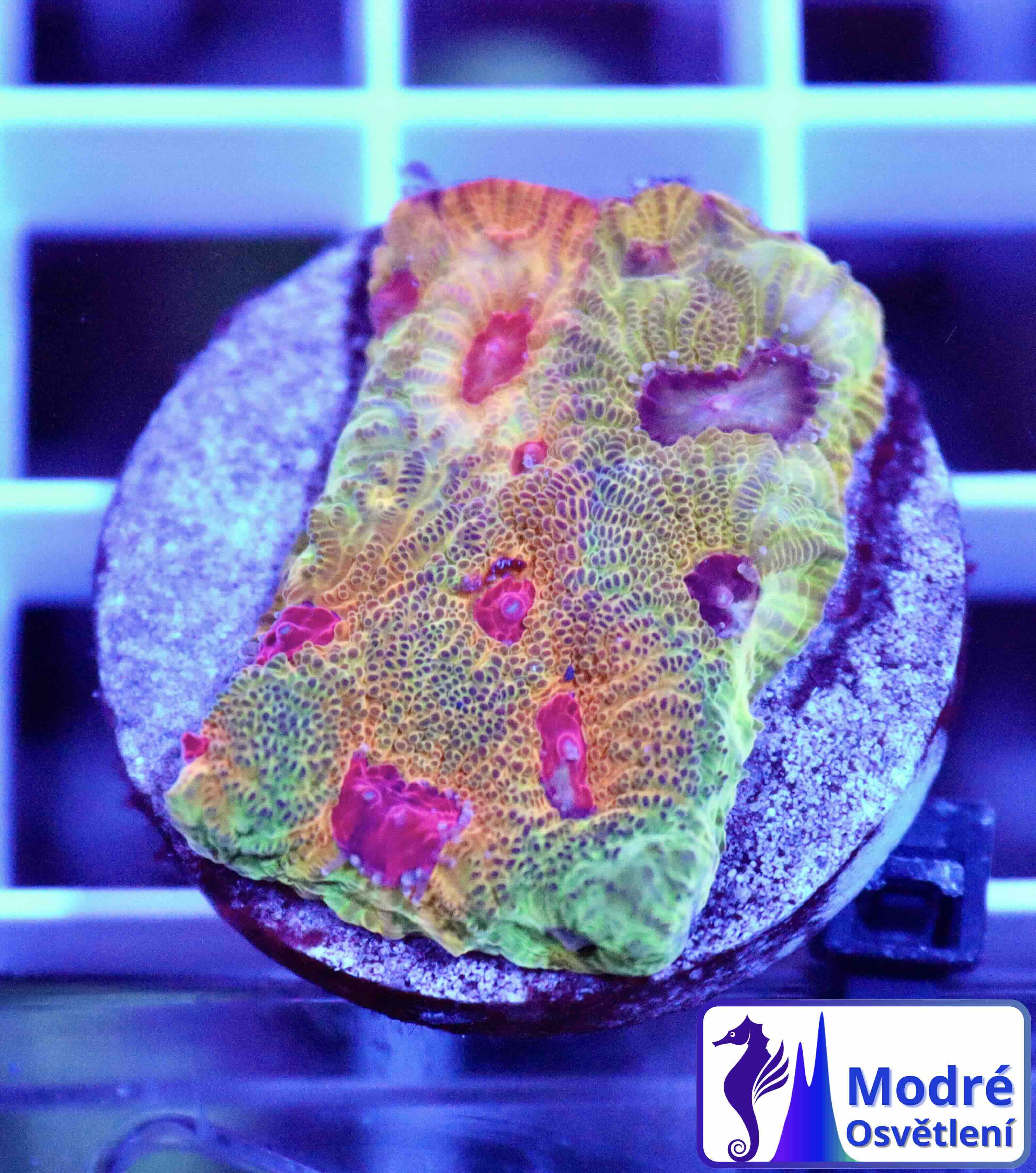 Favites Candy Corn (M), WYSIWYG39