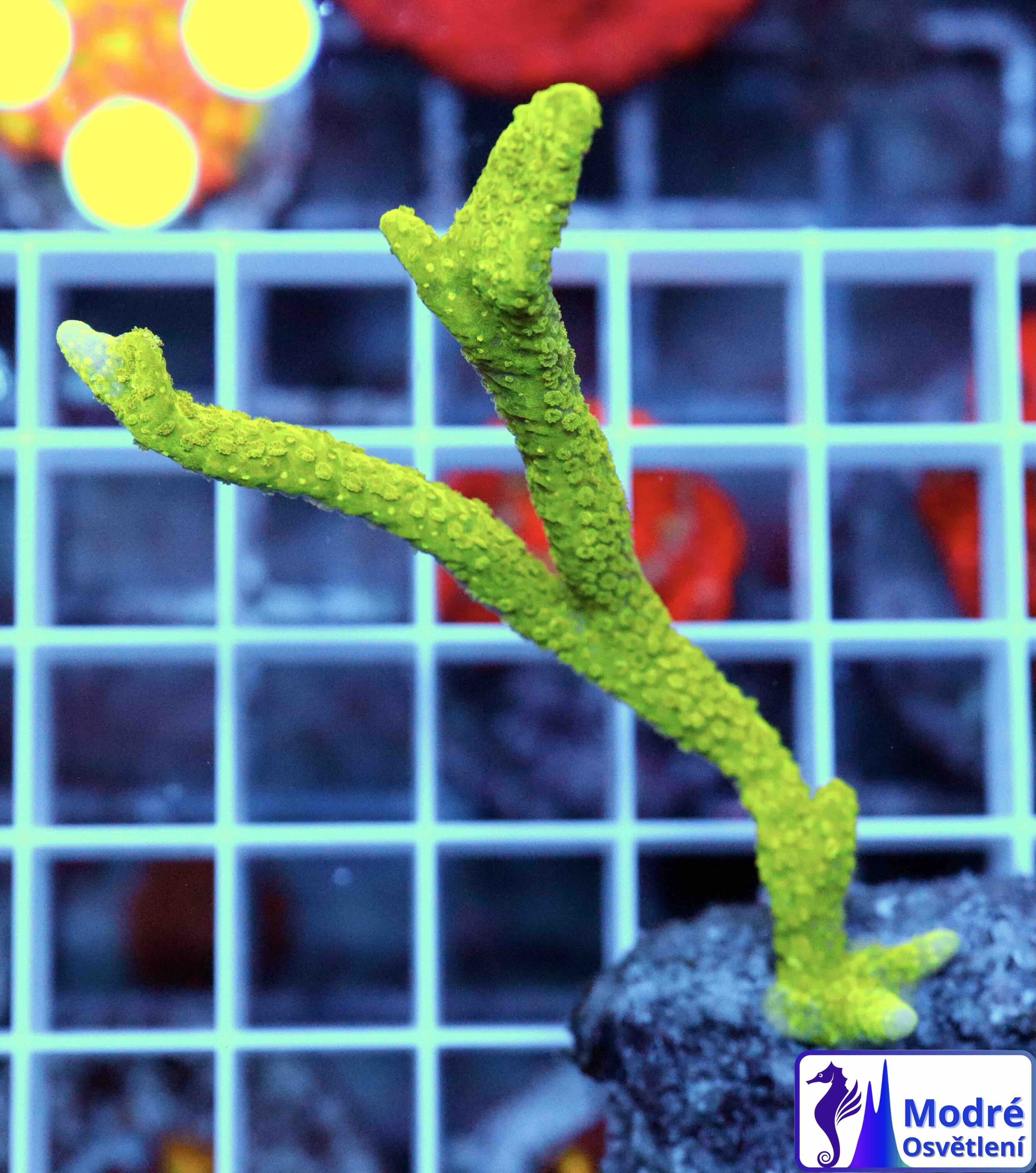 Montipora digitata green (M)