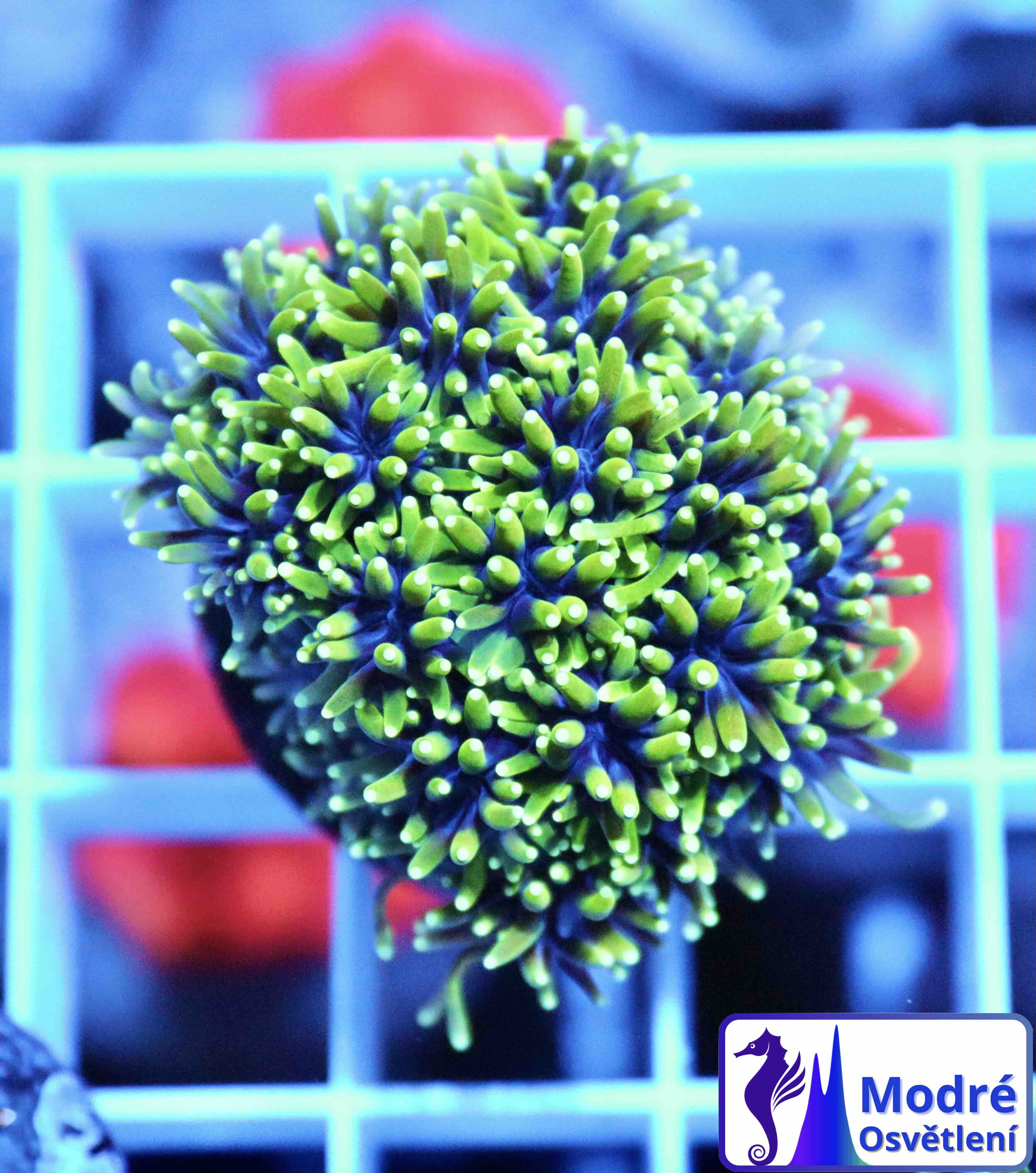 Galaxea Green (M/L), WYSIWYG56