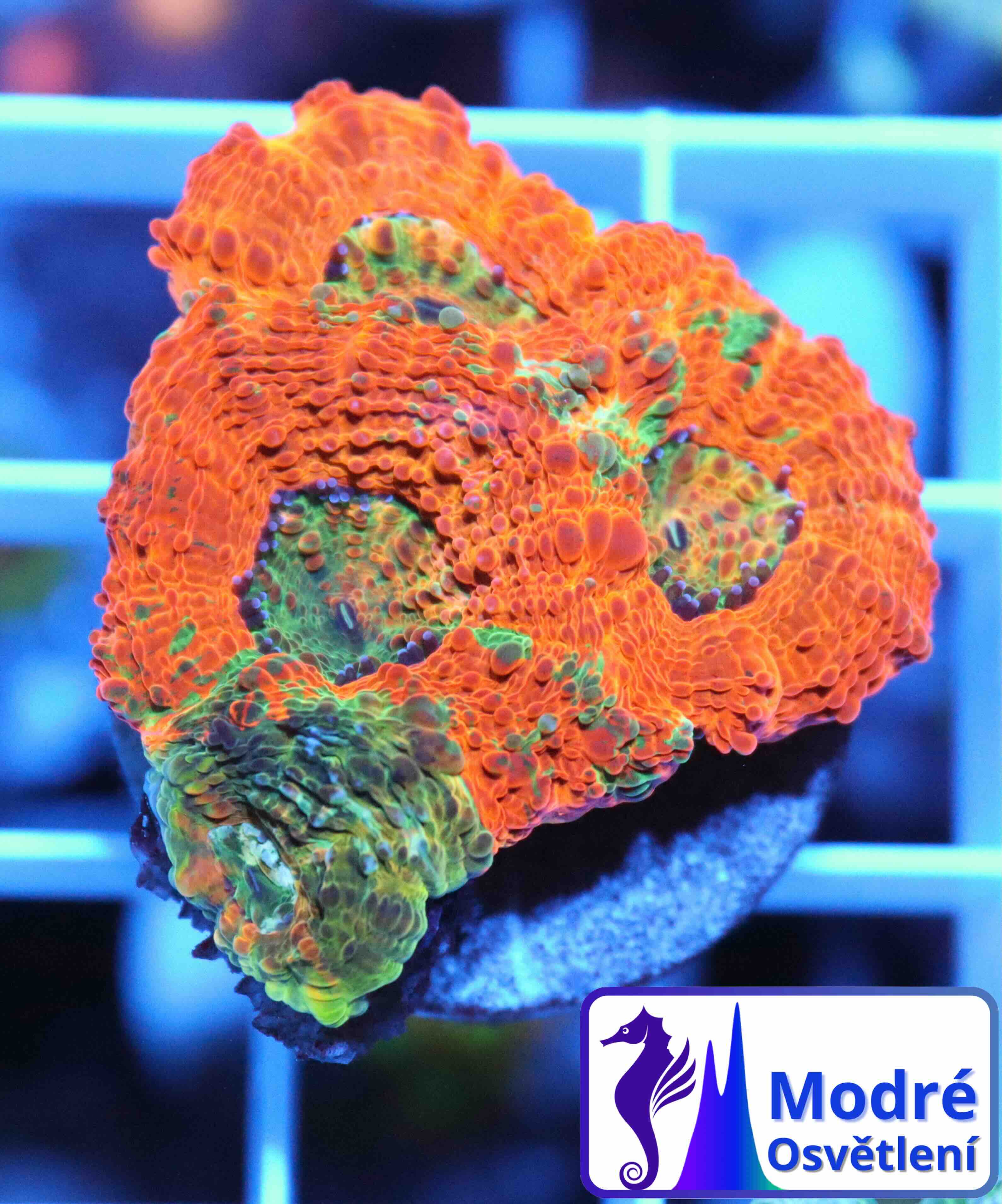 Acanthastrea echinata Ultra (M)