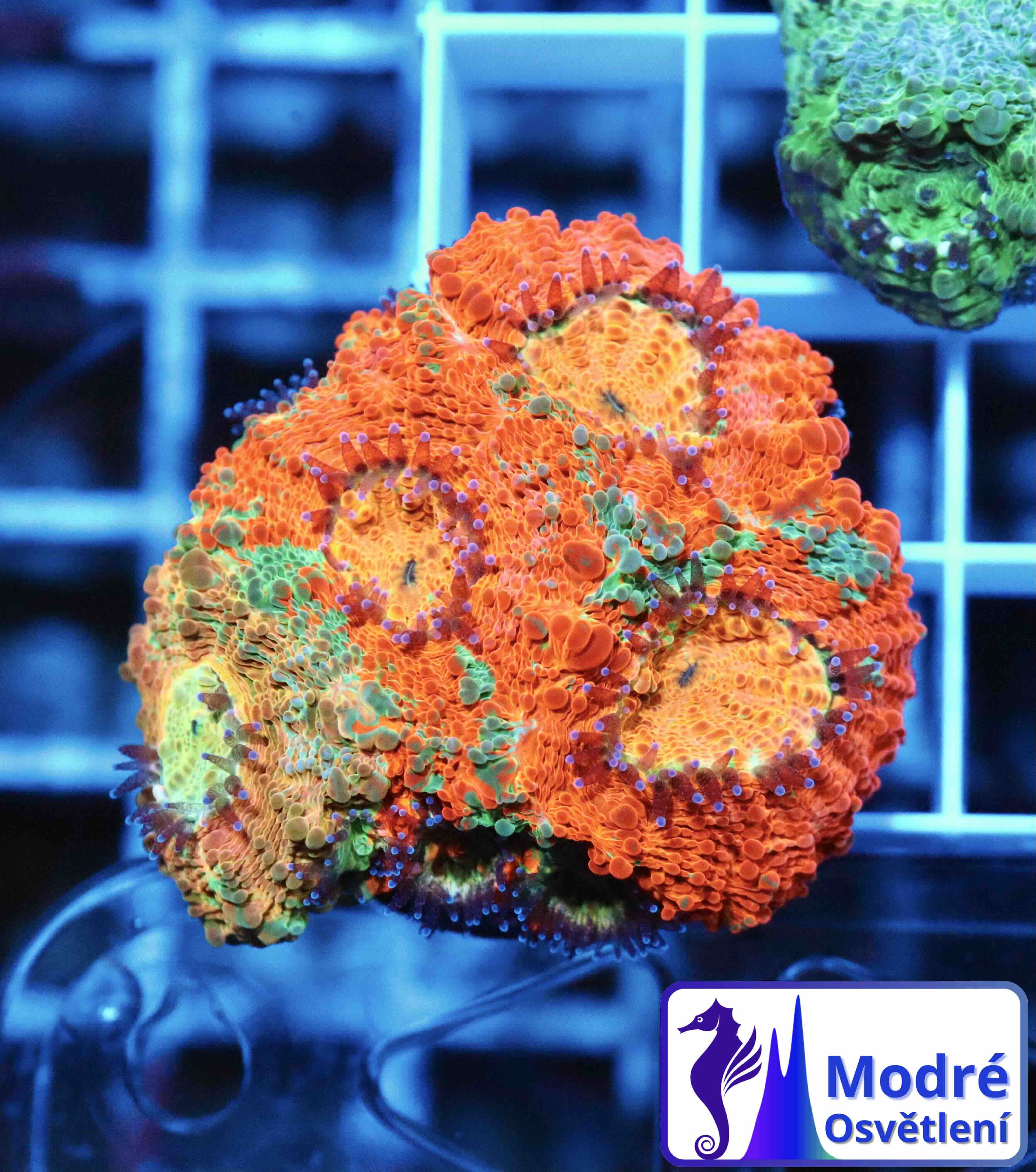 Acanthastrea echinata Ultra (M)