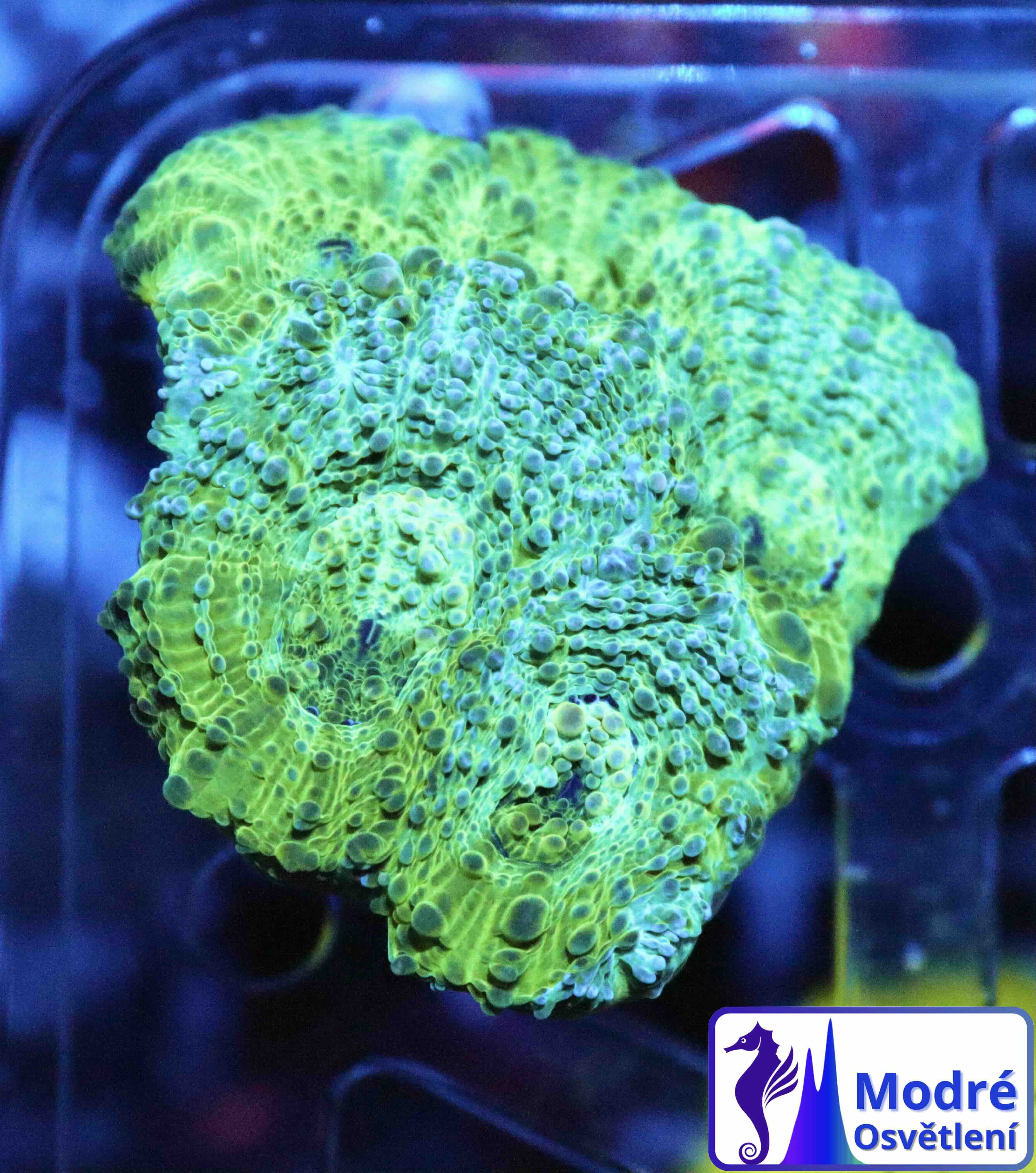 Acanthastrea echinata Premium (M), WYSIWYG57