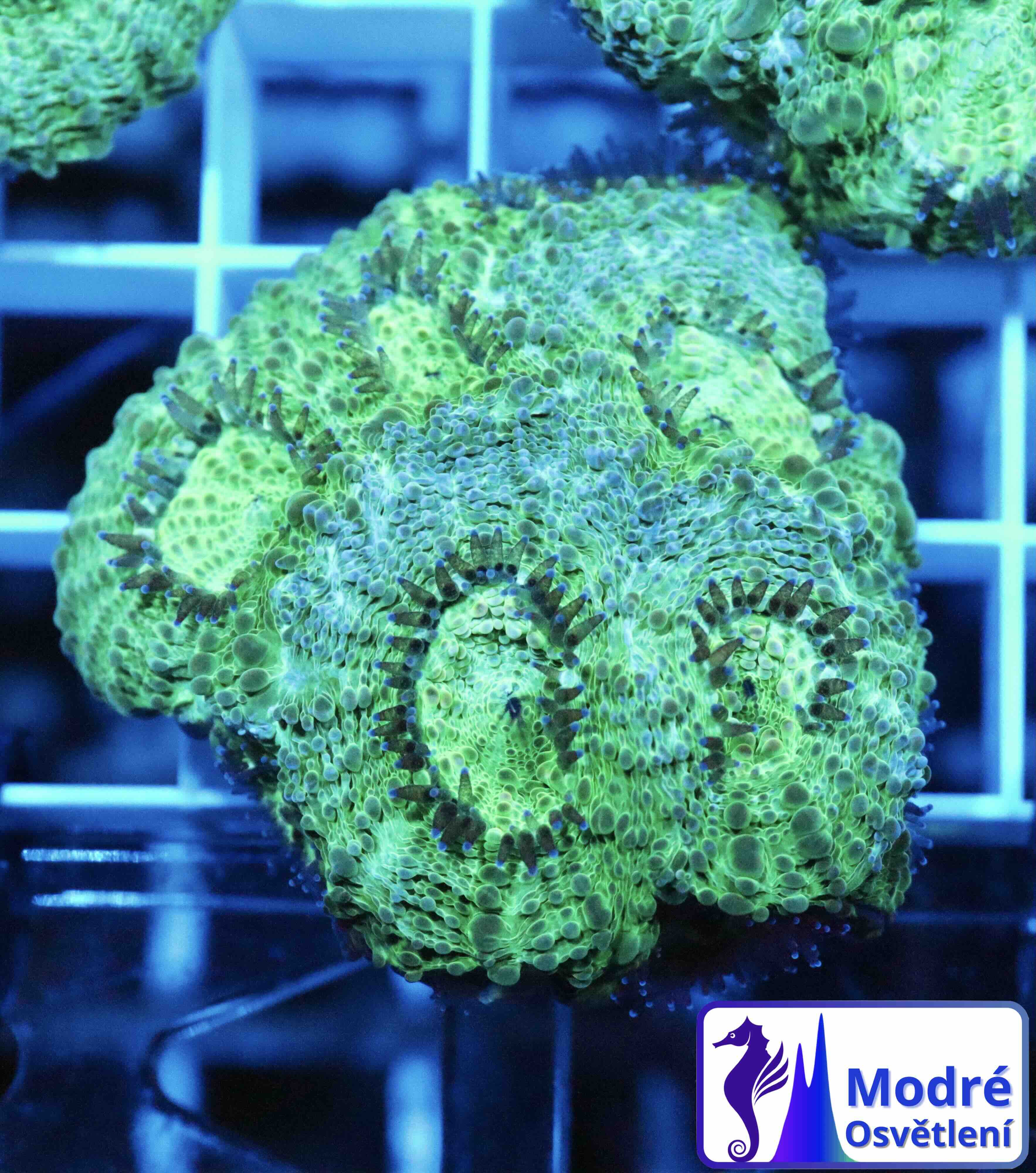 Acanthastrea echinata Premium (M/L), WYSIWYG57