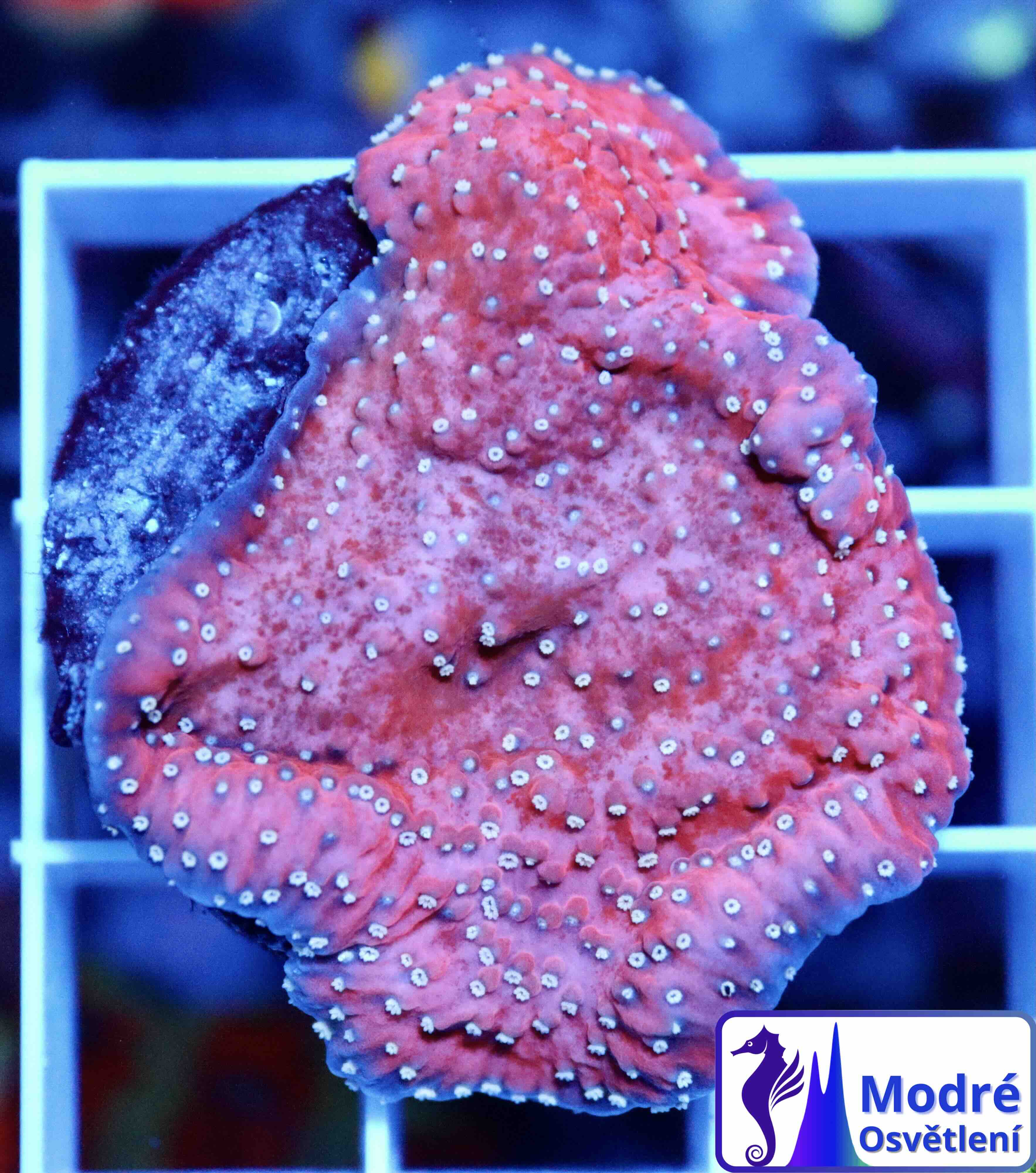 Montipora red (white polyps) (M/L)